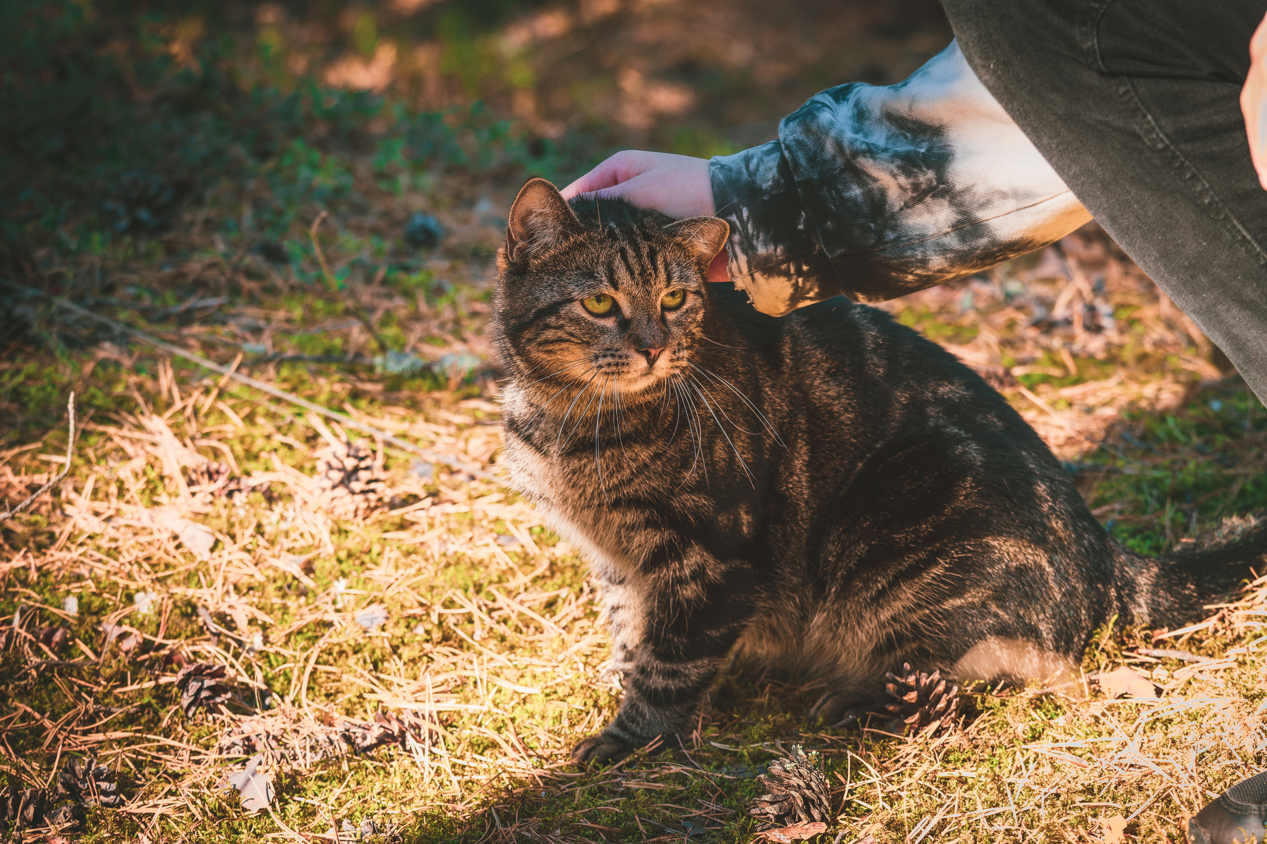 Suitsudeemon ja tema kass (Saša). Nebula 25 — Fotod teie hingele