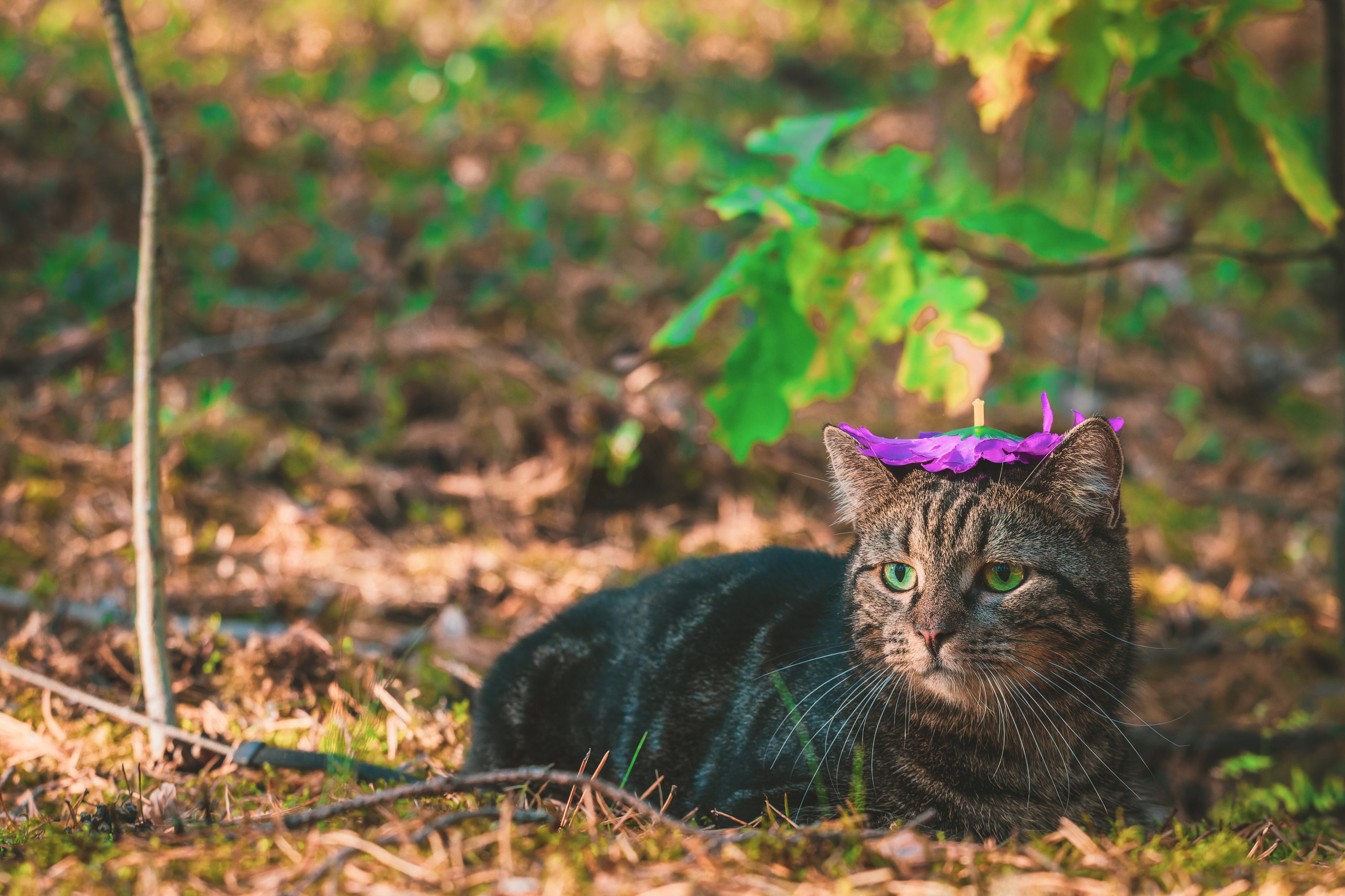 Suitsudeemon ja tema kass (Saša). Nebula 25 — Fotod teie hingele