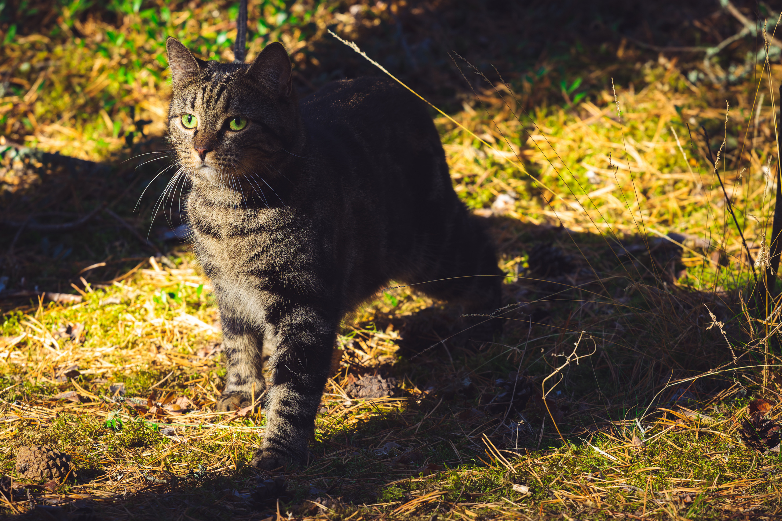 Suitsudeemon ja tema kass (Saša). Nebula 25 — Fotod teie hingele