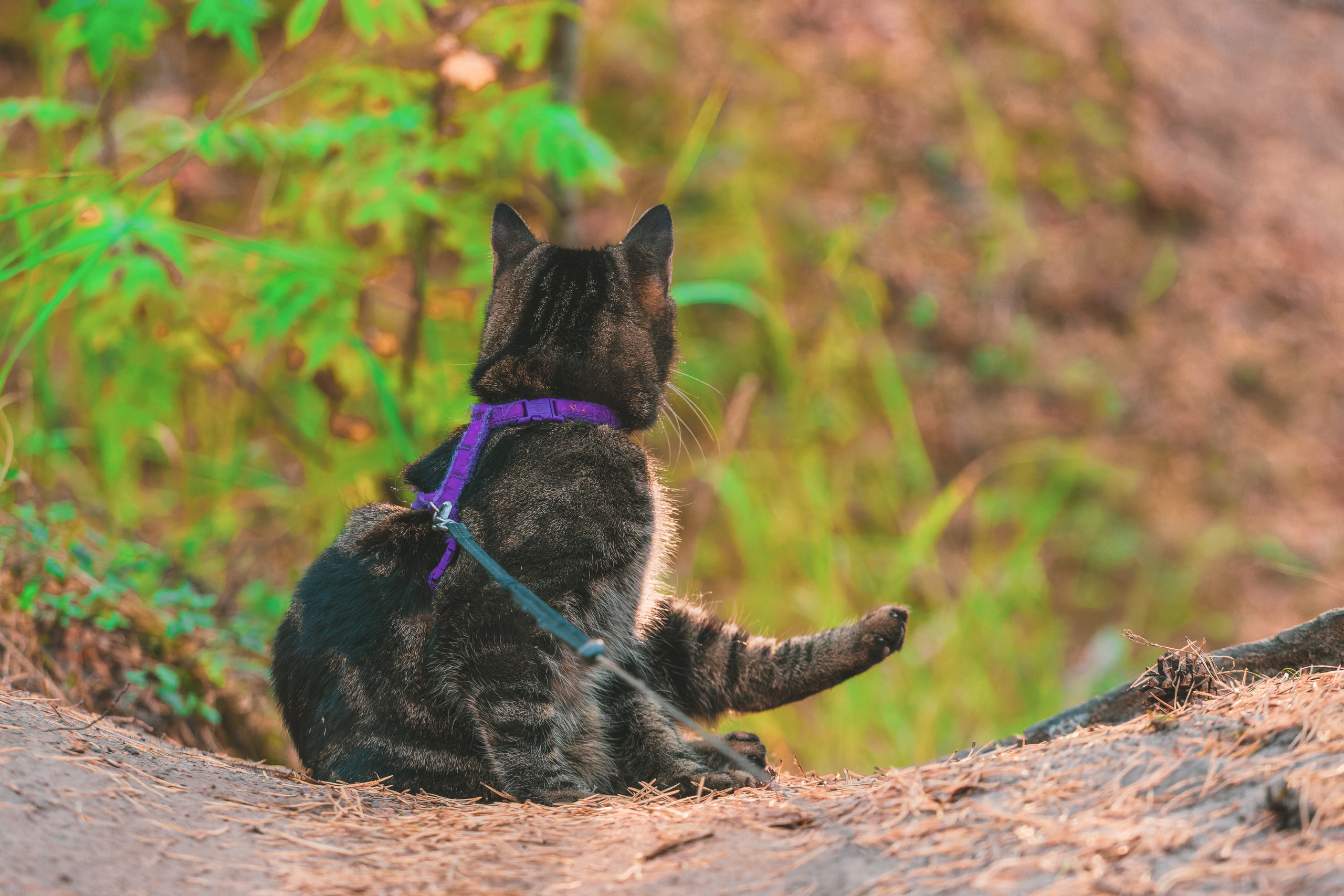 Suitsudeemon ja tema kass (Saša). Nebula 25 — Fotod teie hingele
