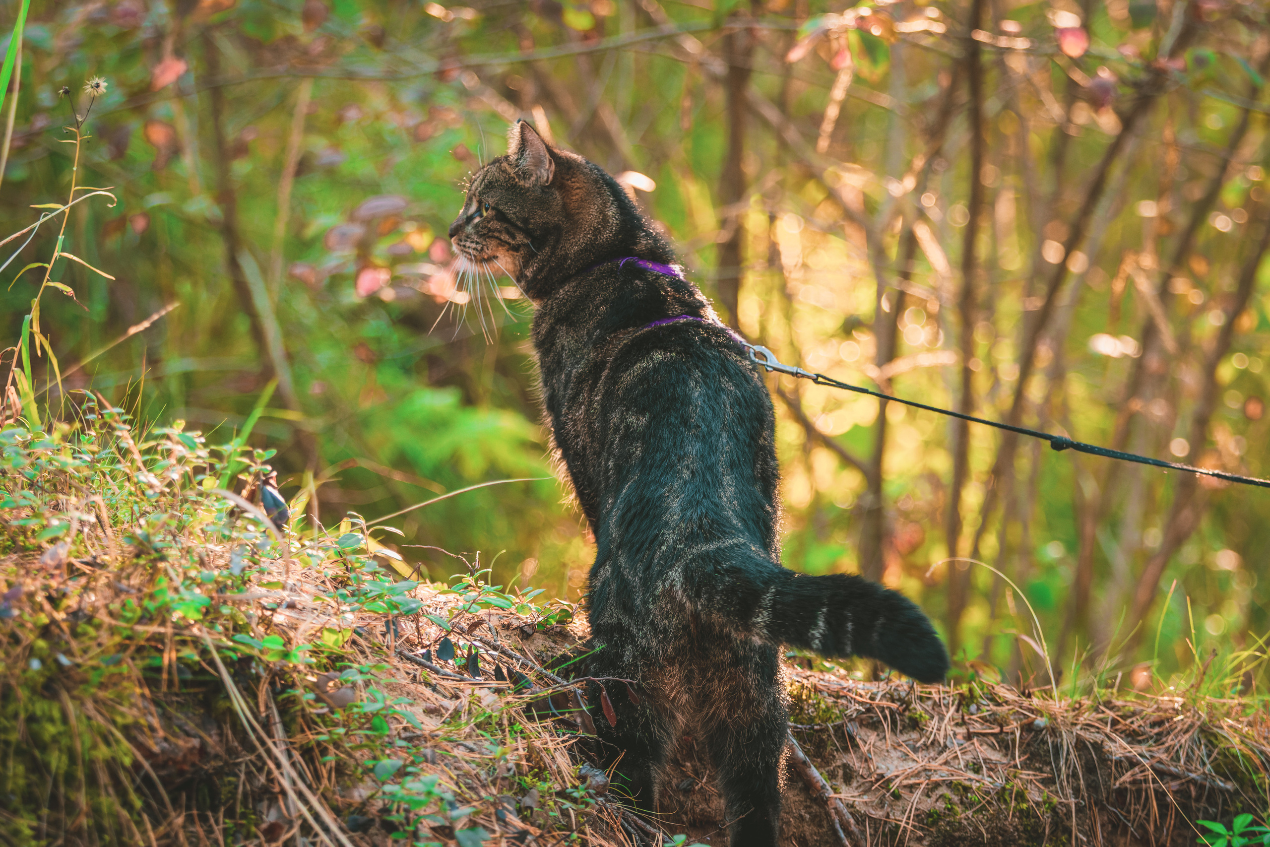 Suitsudeemon ja tema kass (Saša). Nebula 25 — Fotod teie hingele