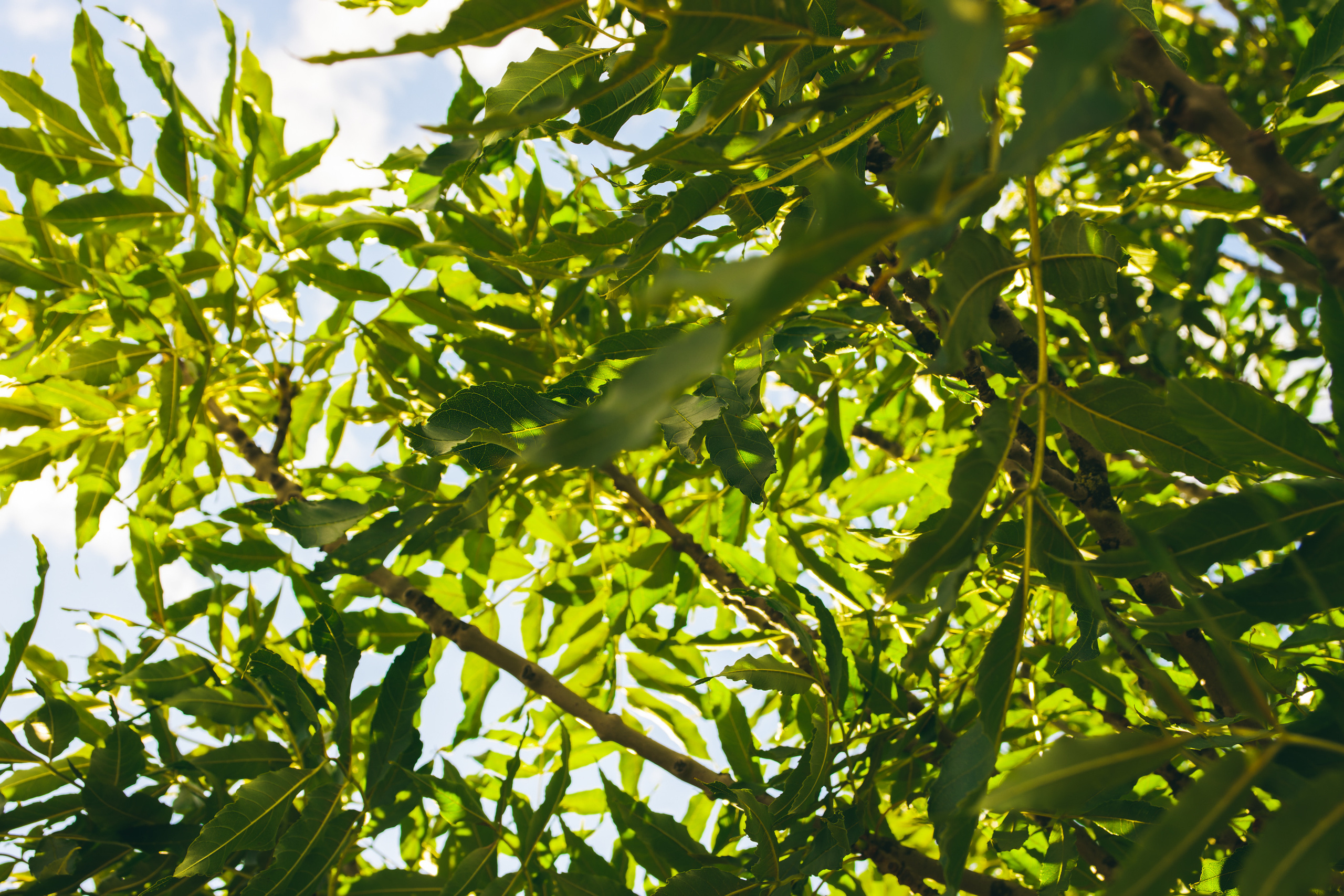 Sügise killud. Nebula 25 — Fotod teie hingele