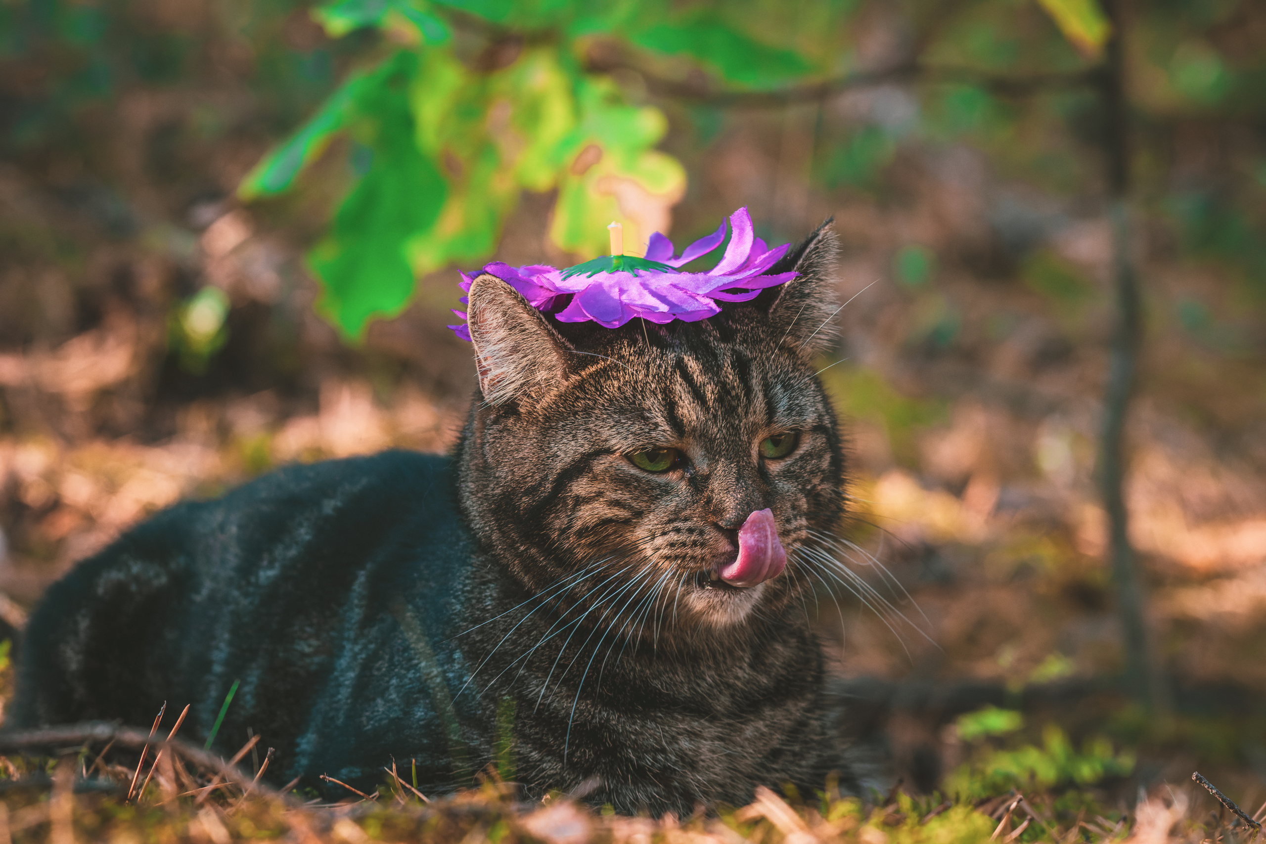 Suitsudeemon ja tema kass (Saša). Nebula 25 — Fotod teie hingele