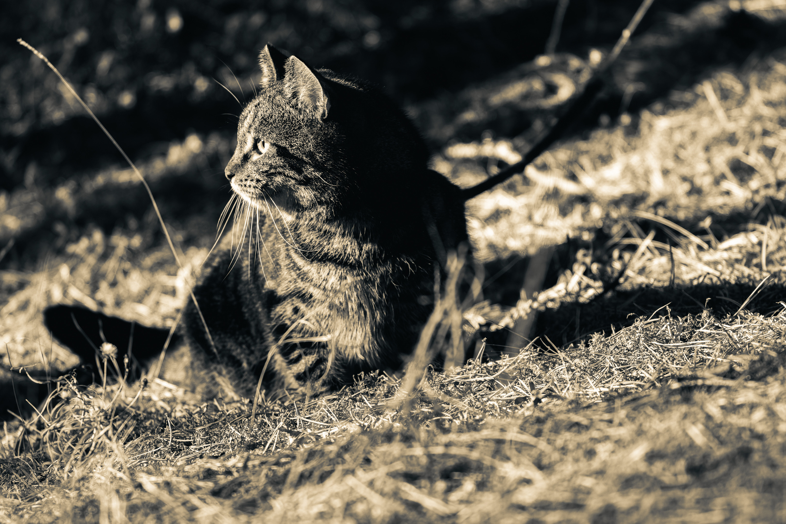 Suitsudeemon ja tema kass (Saša). Nebula 25 — Fotod teie hingele