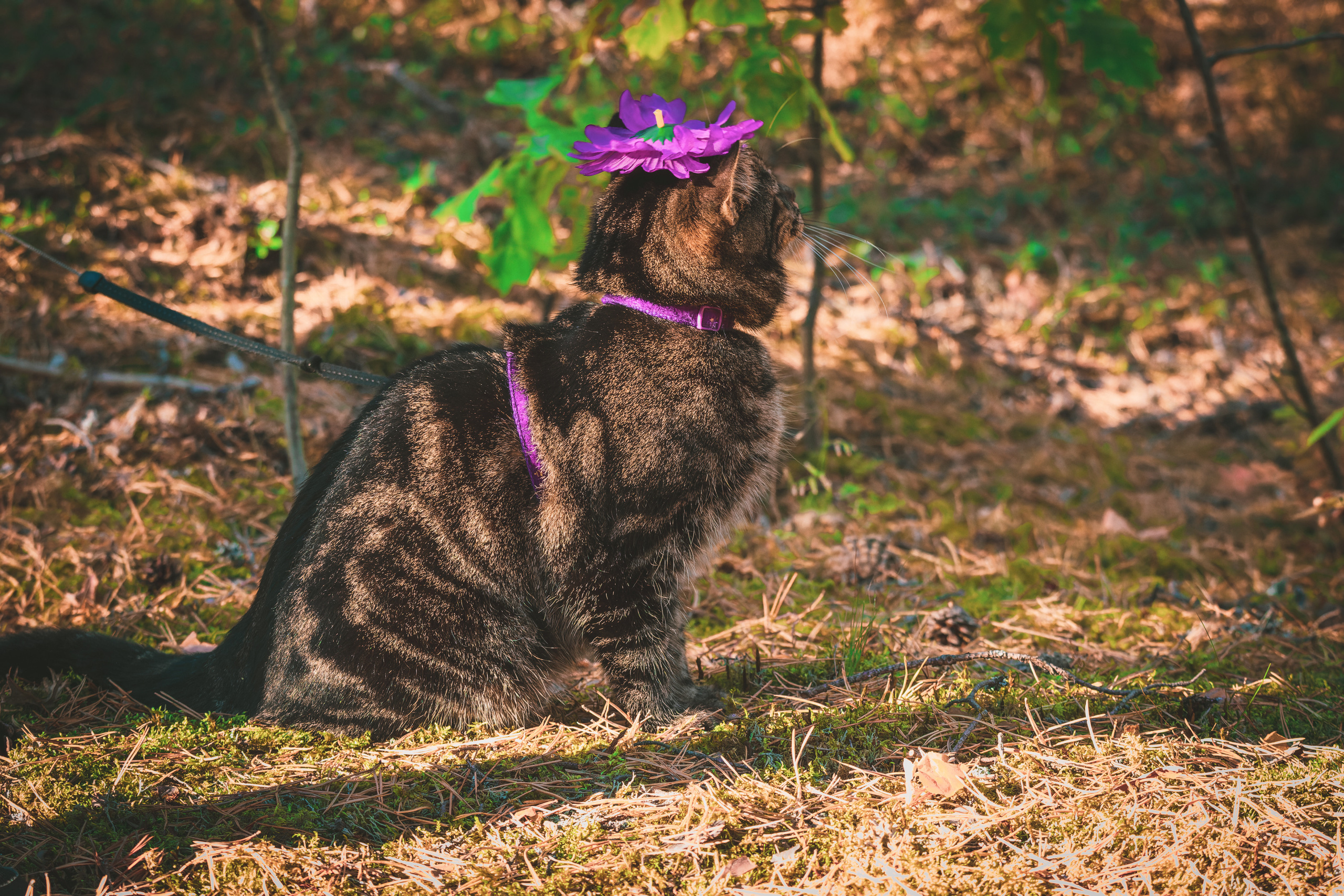 Suitsudeemon ja tema kass (Saša). Nebula 25 — Fotod teie hingele