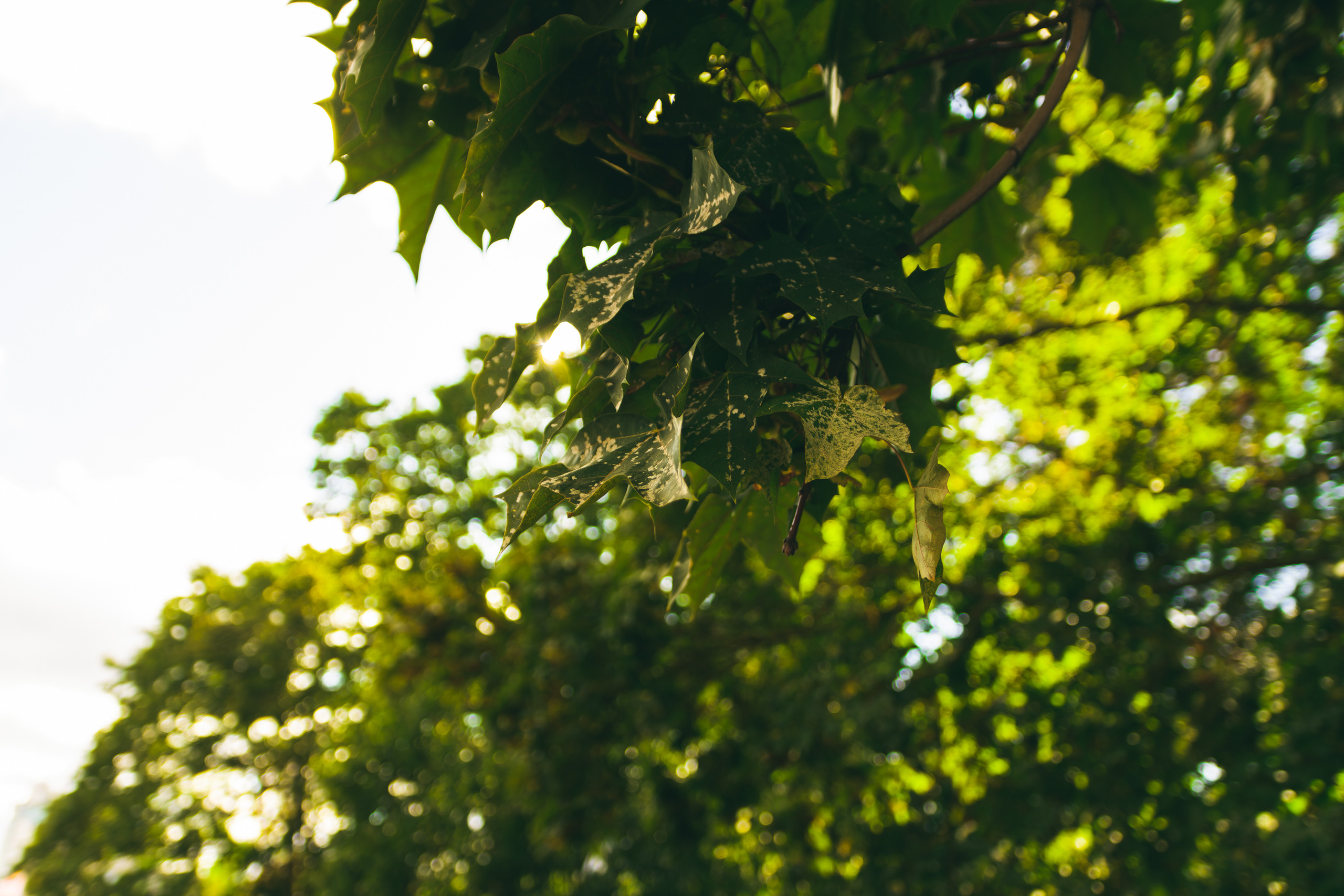 Sügise killud. Nebula 25 — Fotod teie hingele