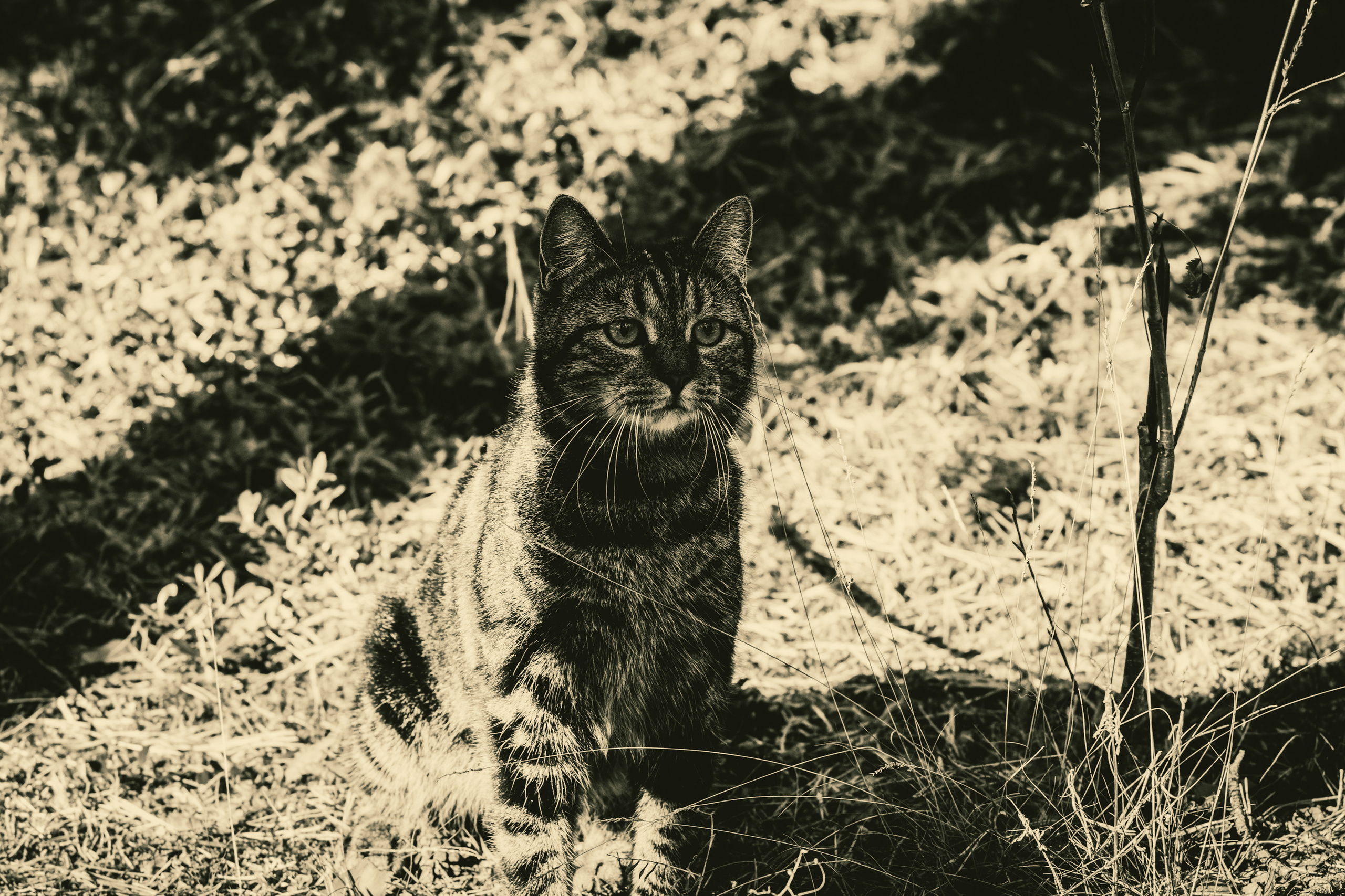 Suitsudeemon ja tema kass (Saša). Nebula 25 — Fotod teie hingele