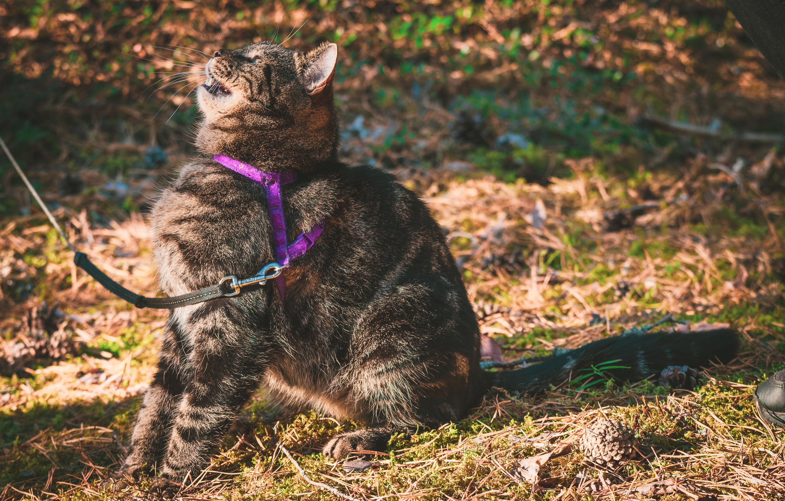 Suitsudeemon ja tema kass (Saša). Nebula 25 — Fotod teie hingele