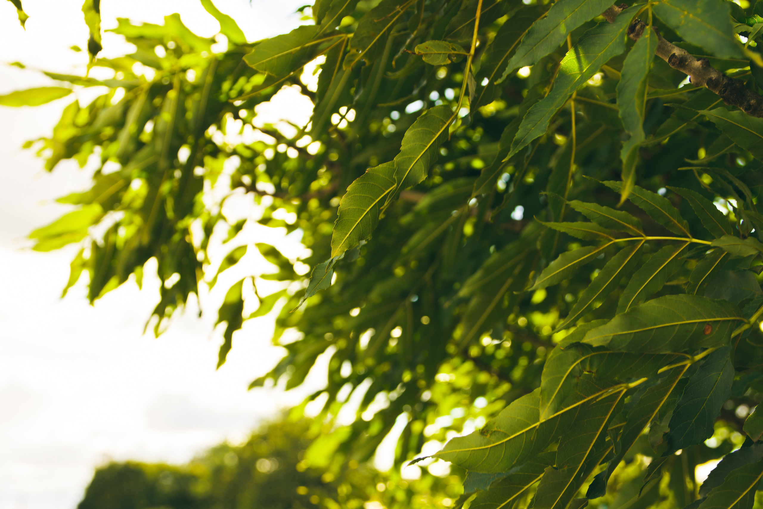 Sügise killud. Nebula 25 — Fotod teie hingele