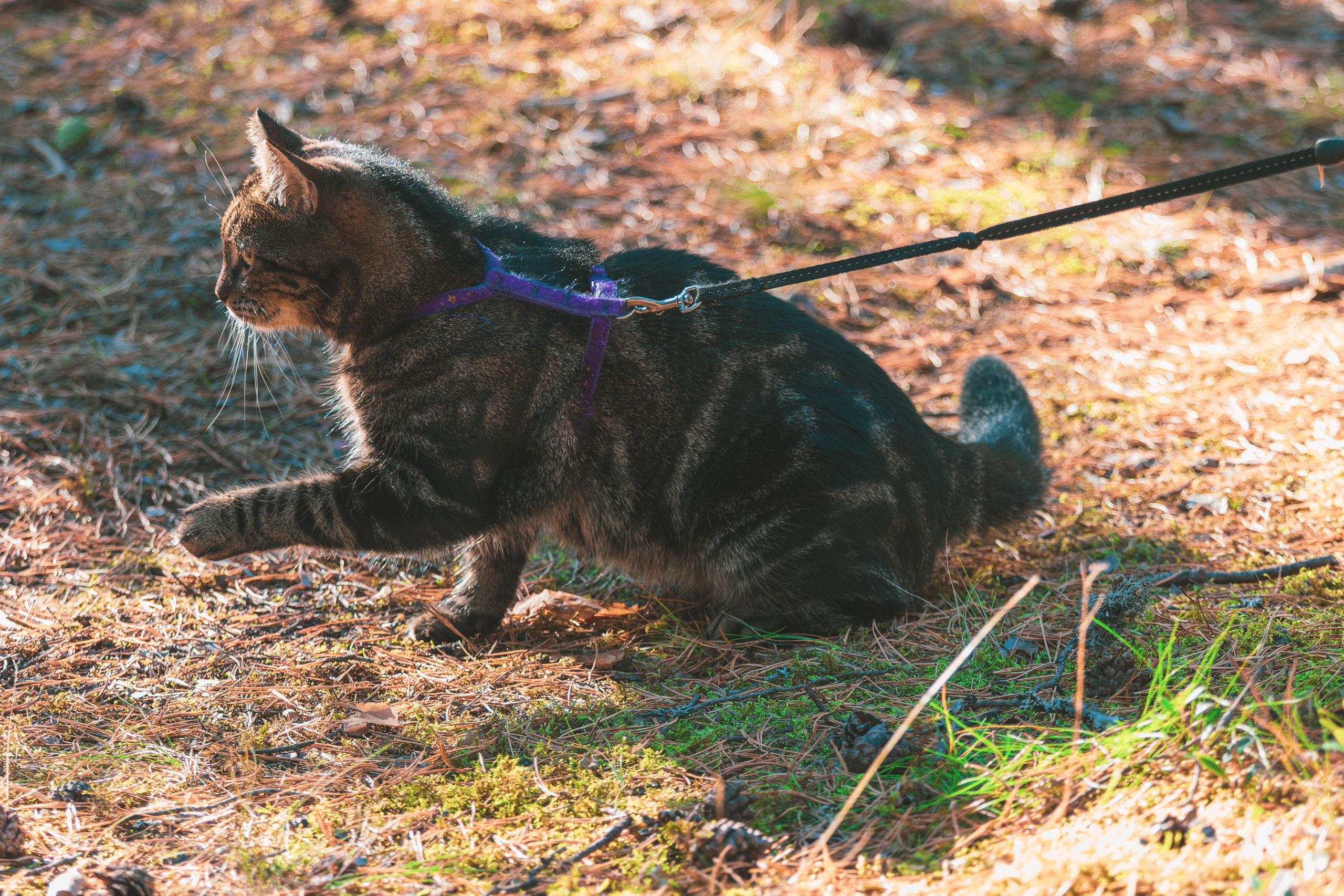 Suitsudeemon ja tema kass (Saša). Nebula 25 — Fotod teie hingele