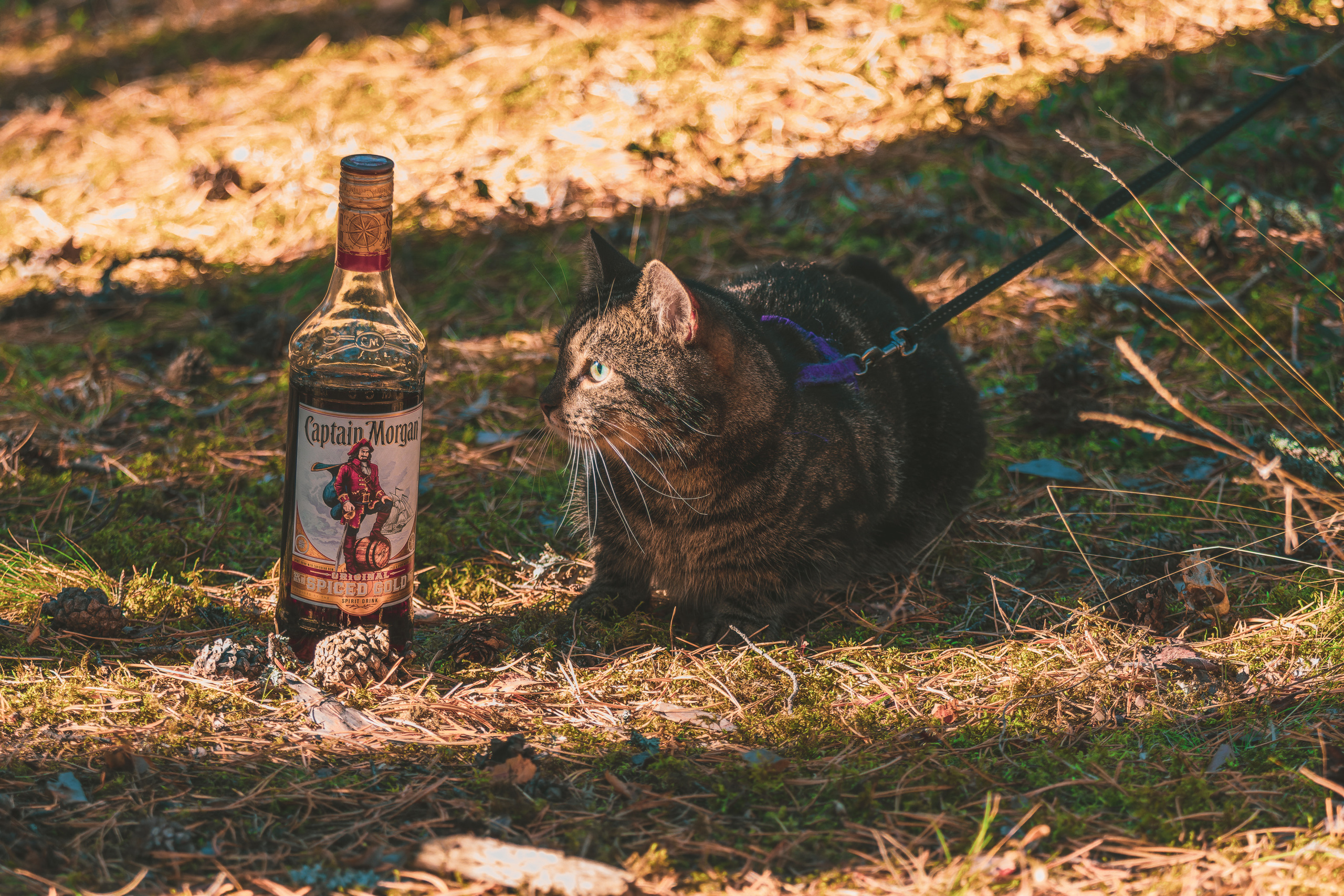 Suitsudeemon ja tema kass (Saša). Nebula 25 — Fotod teie hingele