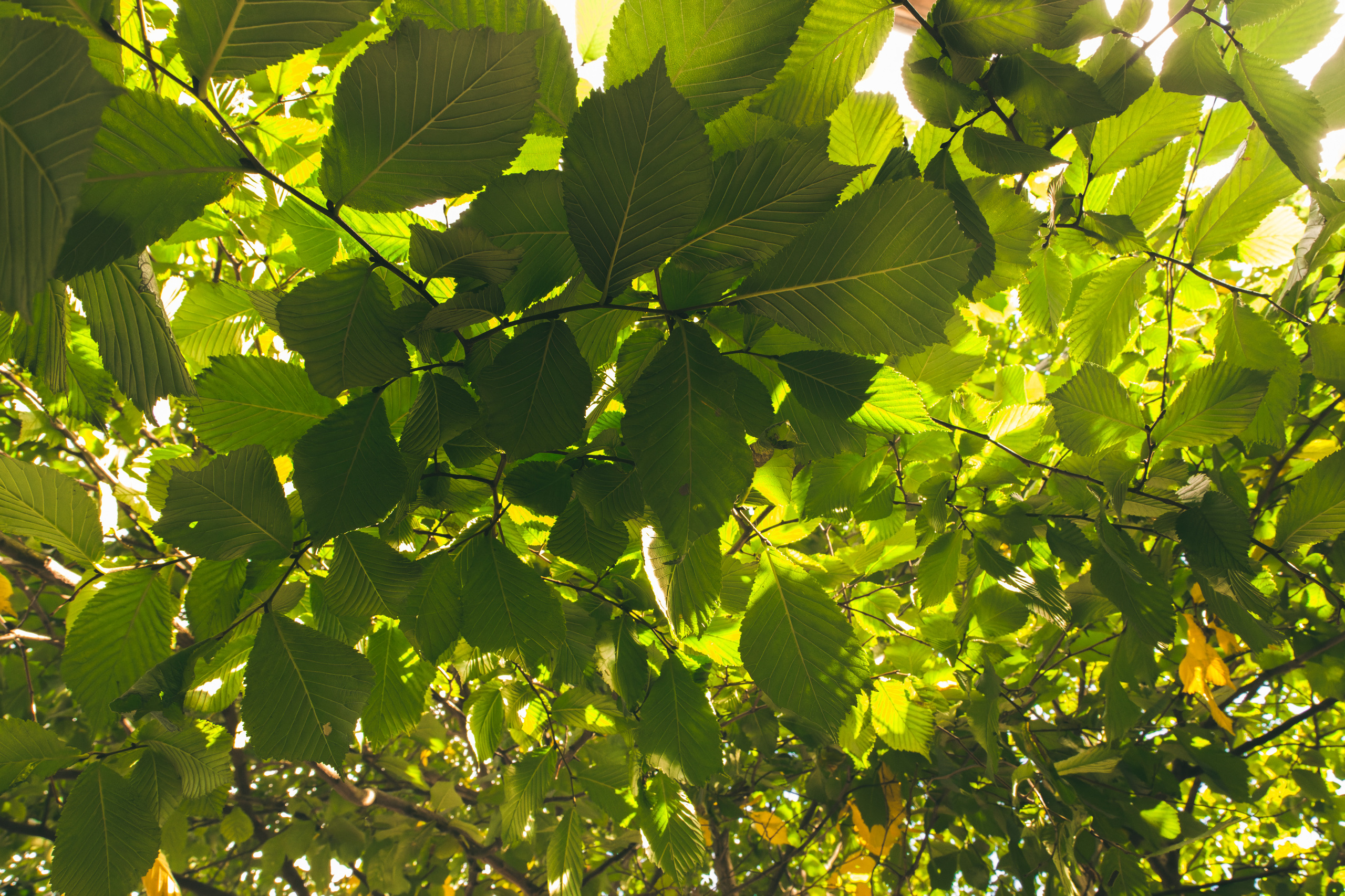 Sügise killud. Nebula 25 — Fotod teie hingele