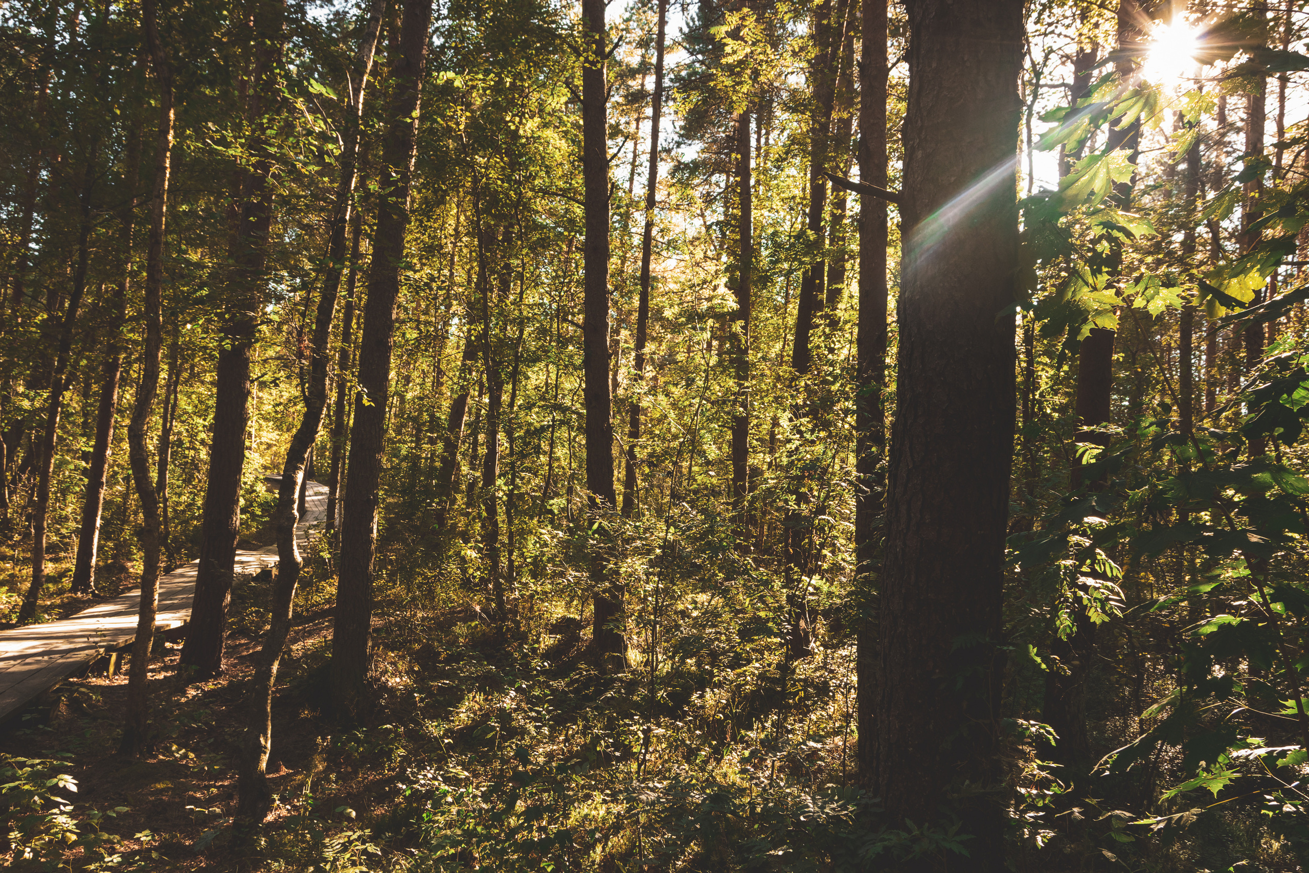 Suitsudeemon ja tema kass (Saša). Nebula 25 — Fotod teie hingele