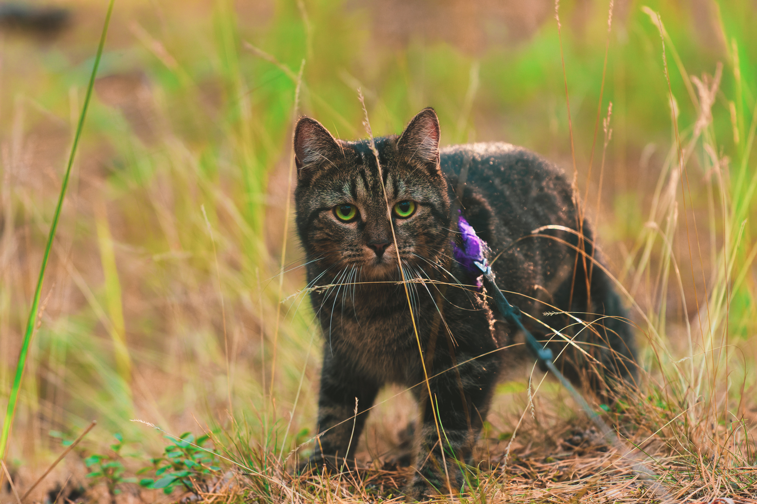 Suitsudeemon ja tema kass (Saša). Nebula 25 — Fotod teie hingele
