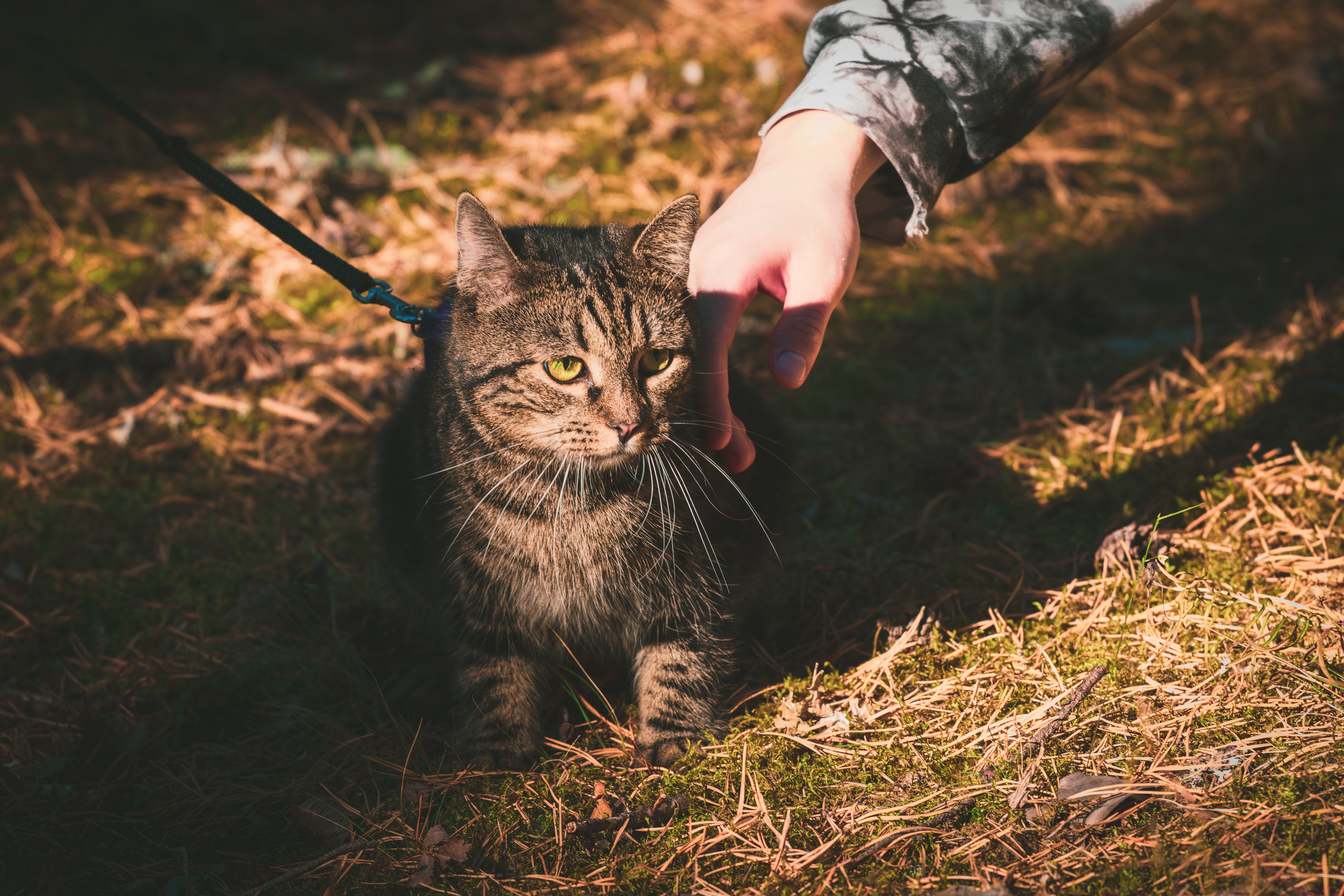 Suitsudeemon ja tema kass (Saša). Nebula 25 — Fotod teie hingele