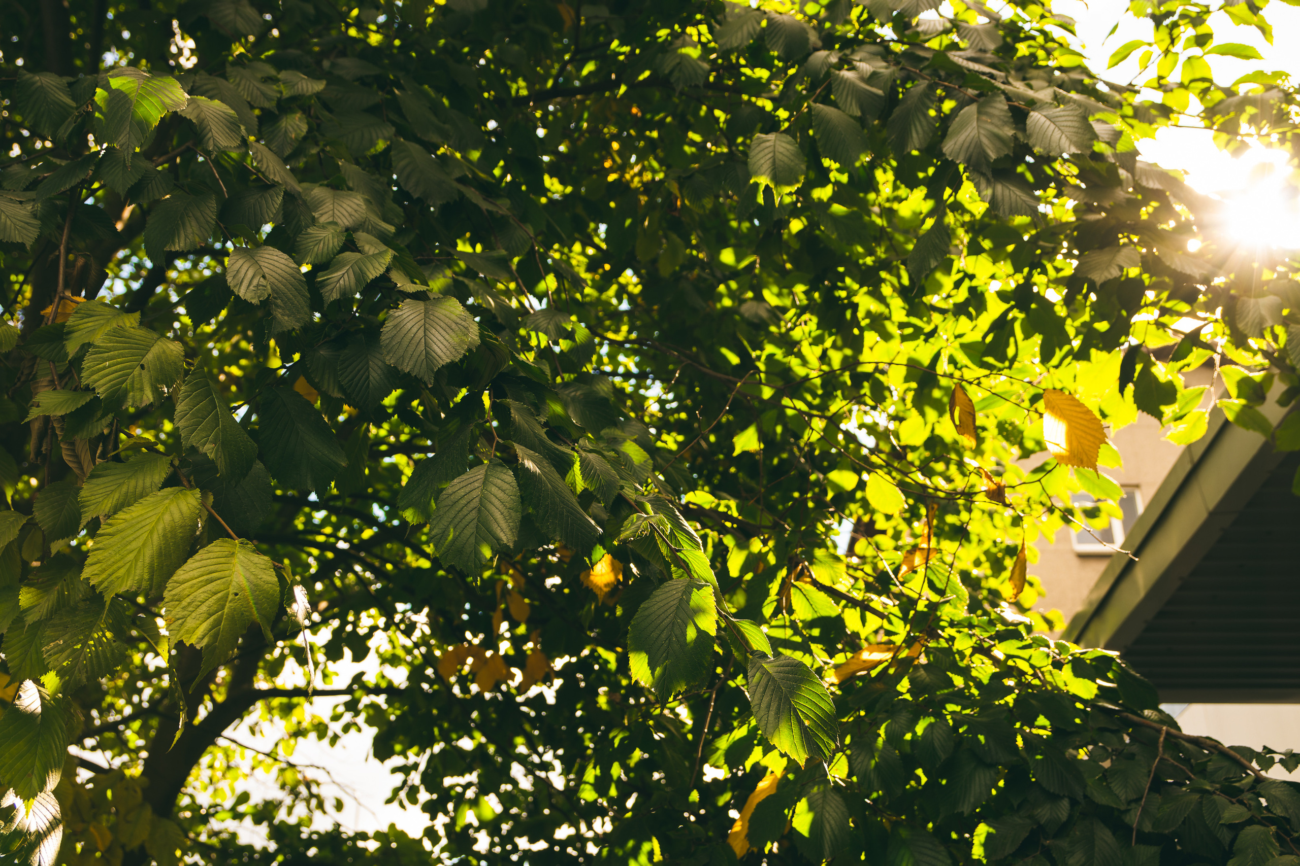 Sügise killud. Nebula 25 — Fotod teie hingele