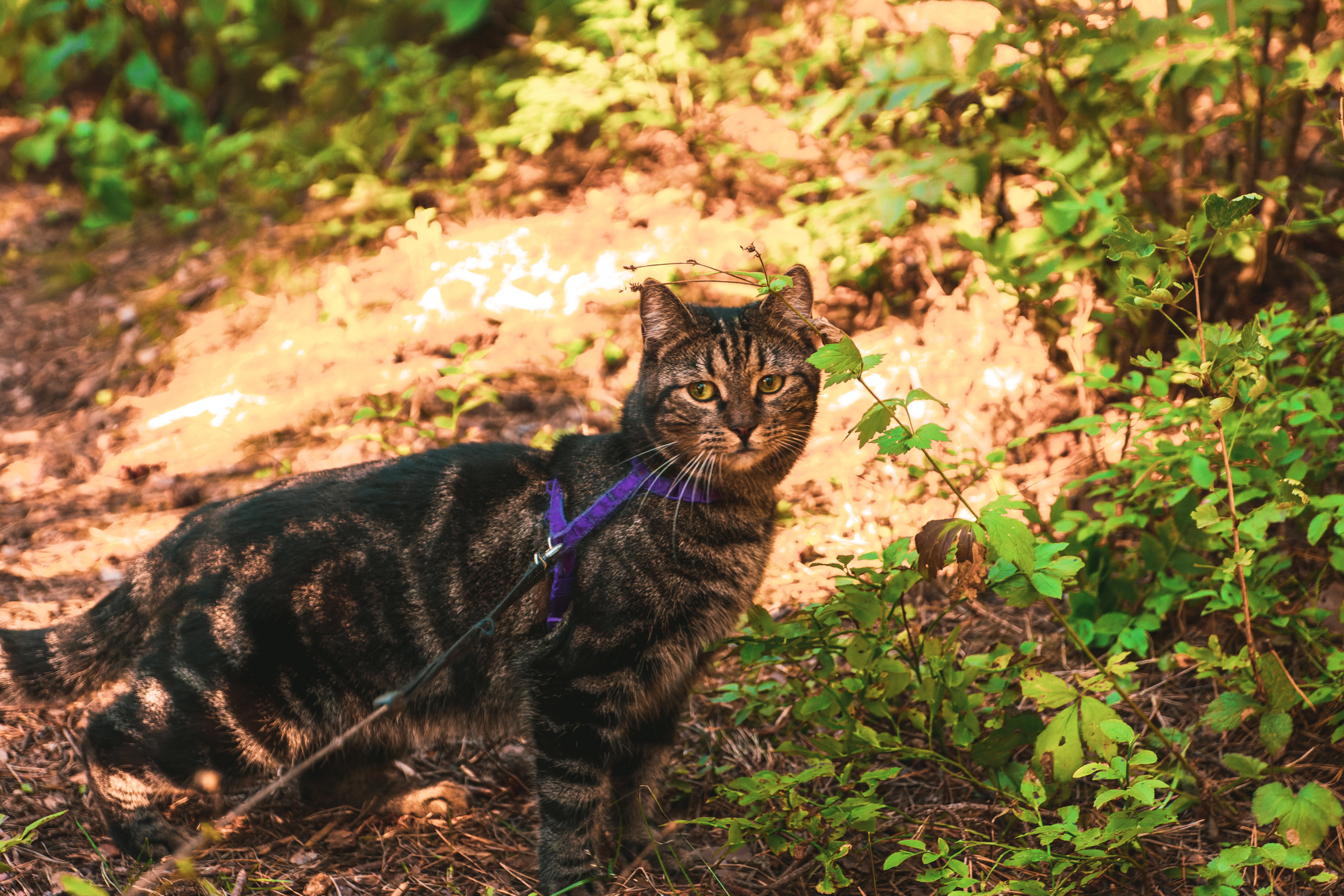 Suitsudeemon ja tema kass (Saša). Nebula 25 — Fotod teie hingele