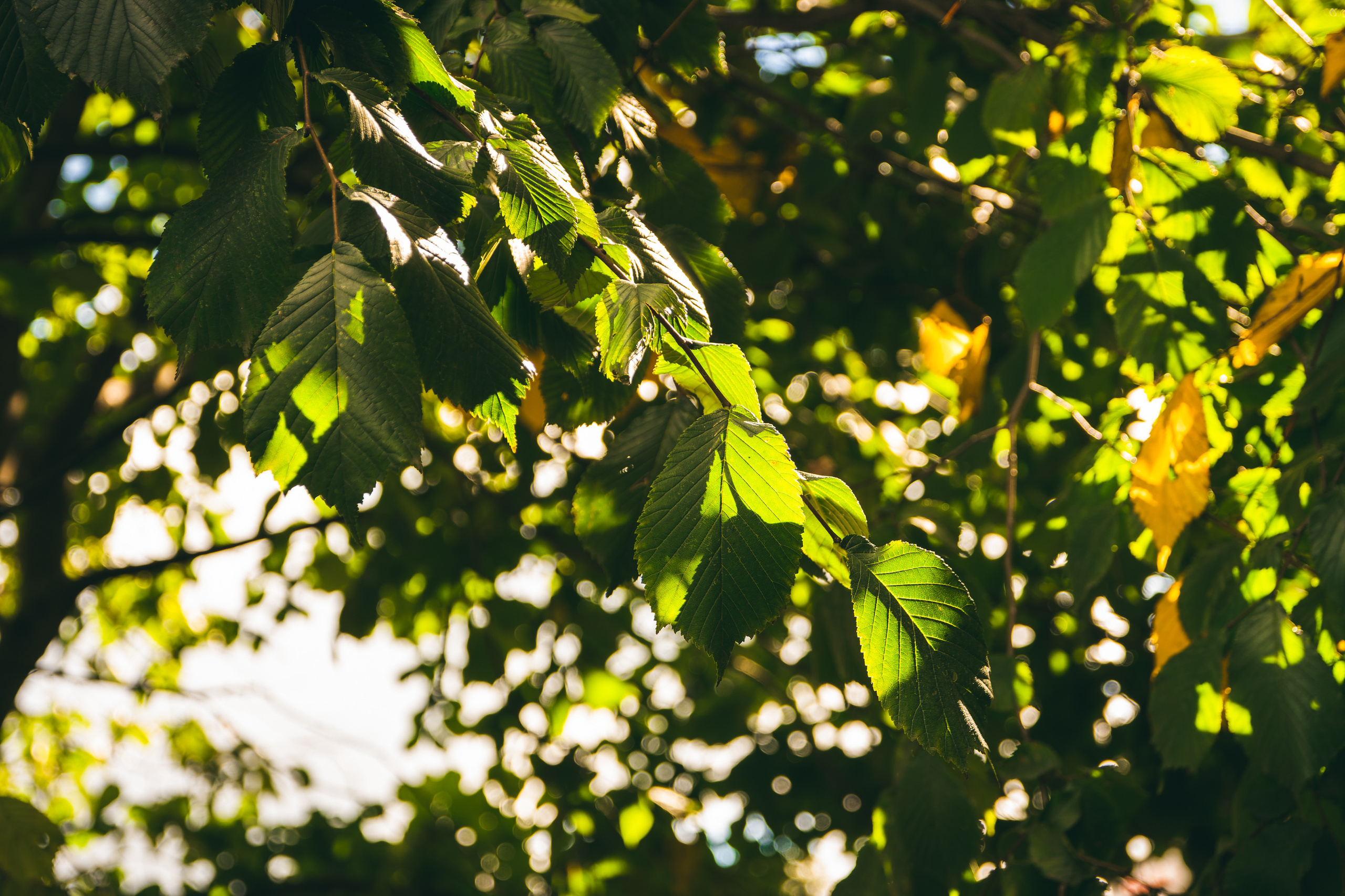 Sügise killud. Nebula 25 — Fotod teie hingele