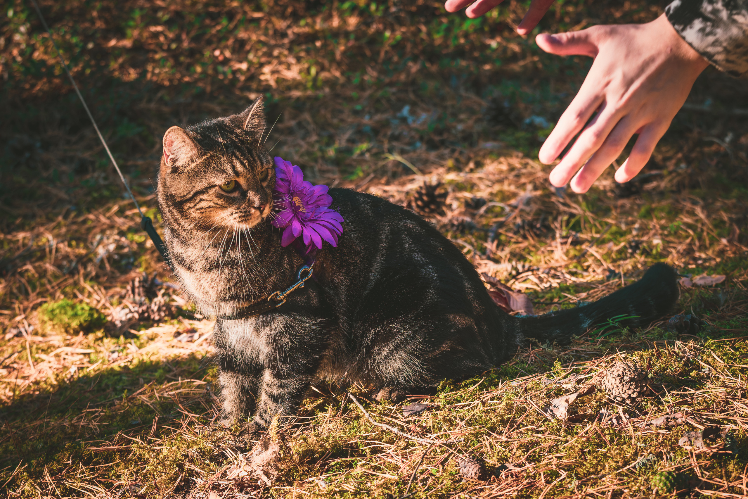 Suitsudeemon ja tema kass (Saša). Nebula 25 — Fotod teie hingele