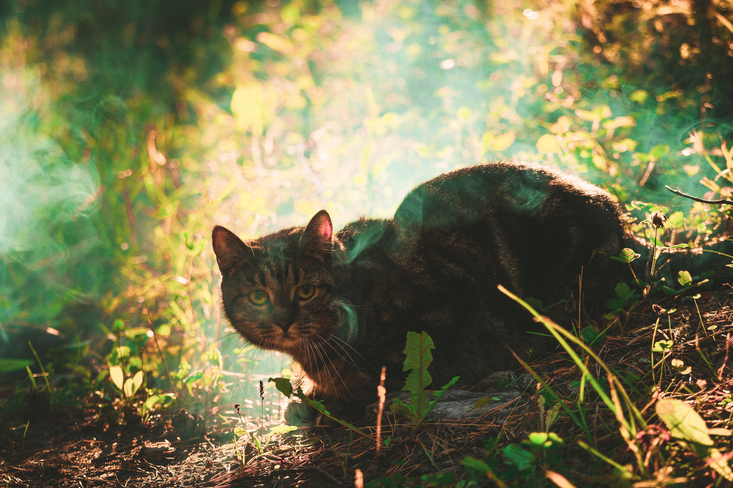 Suitsudeemon ja tema kass (Saša). Nebula 25 — Fotod teie hingele