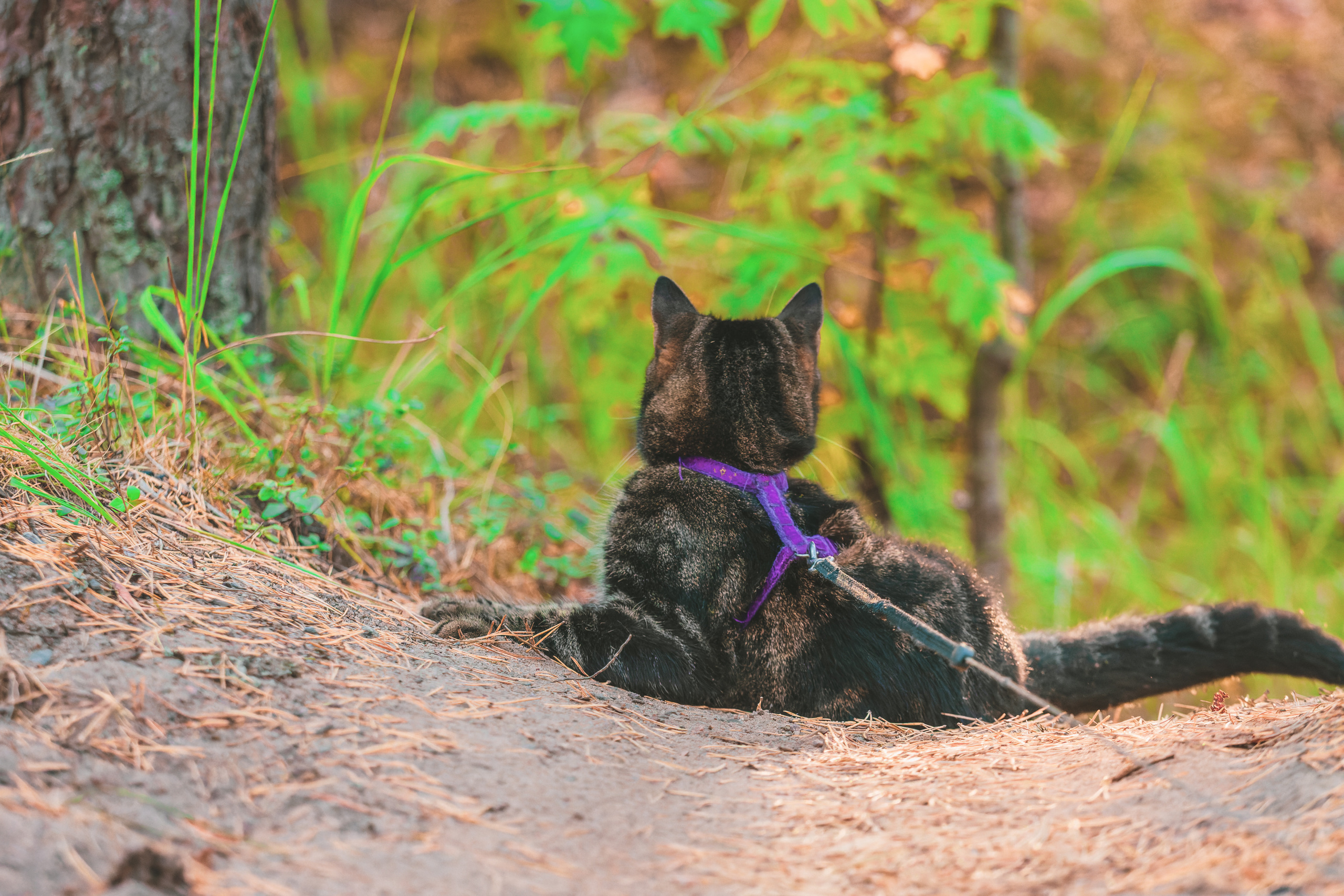 Suitsudeemon ja tema kass (Saša). Nebula 25 — Fotod teie hingele