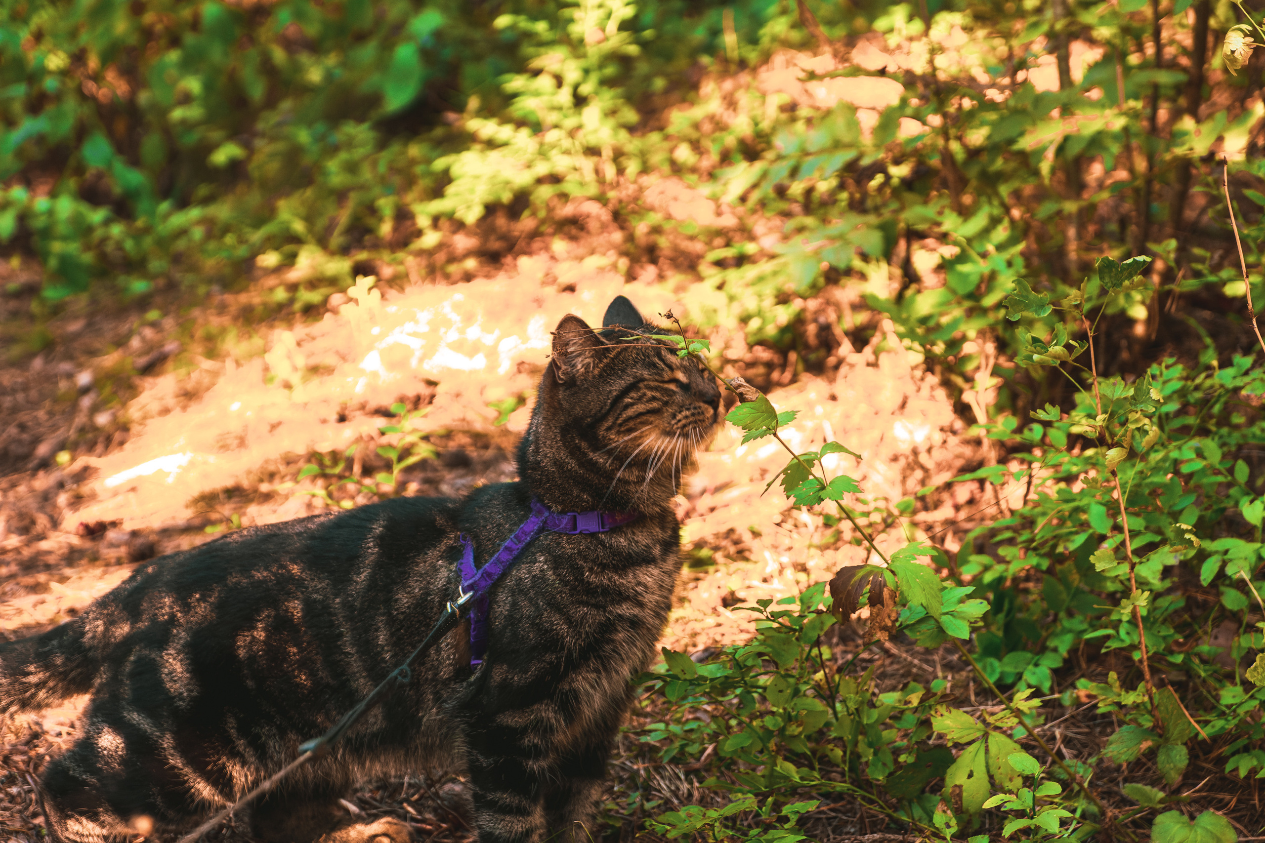 Suitsudeemon ja tema kass (Saša). Nebula 25 — Fotod teie hingele