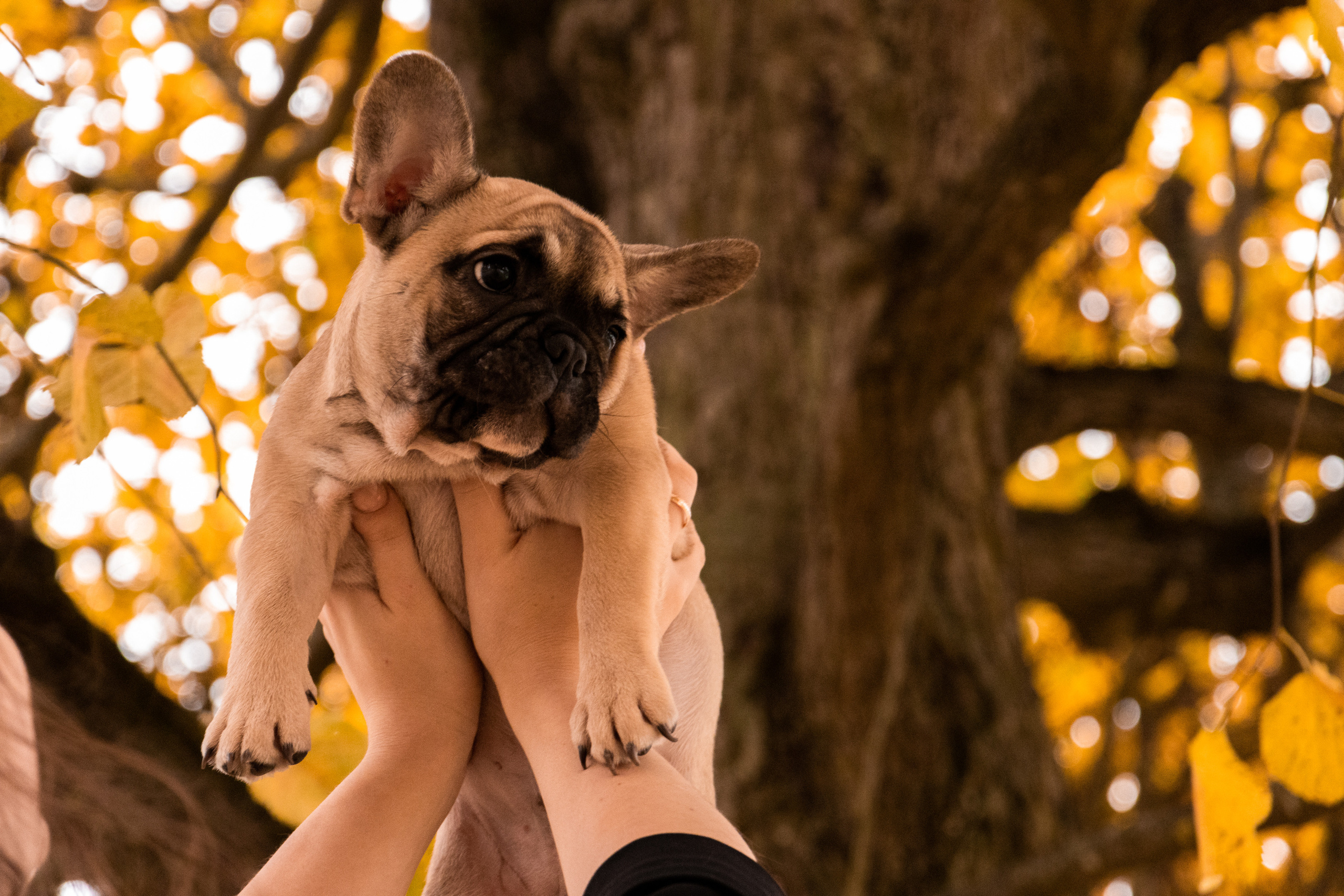 Kadriorg (Miša ja Daša). Nebula 25 — Fotod teie hingele