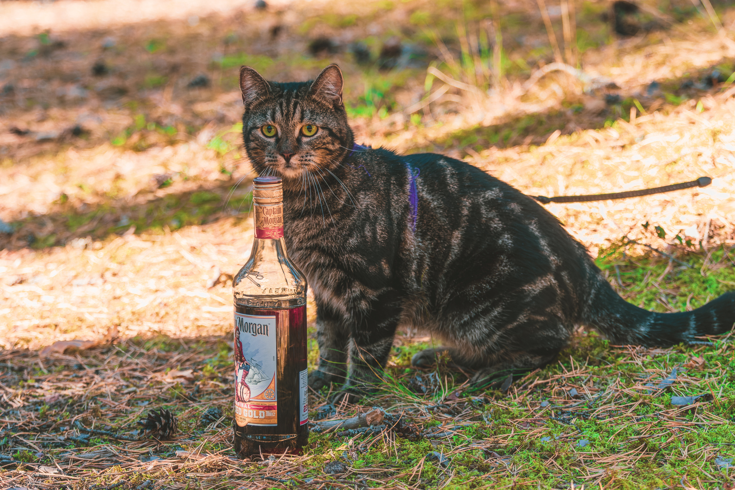 Suitsudeemon ja tema kass (Saša). Nebula 25 — Fotod teie hingele