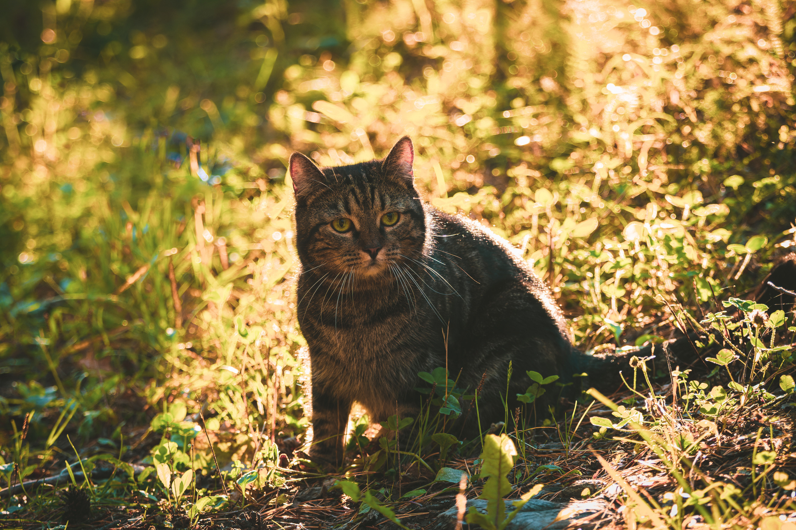 Suitsudeemon ja tema kass (Saša). Nebula 25 — Fotod teie hingele