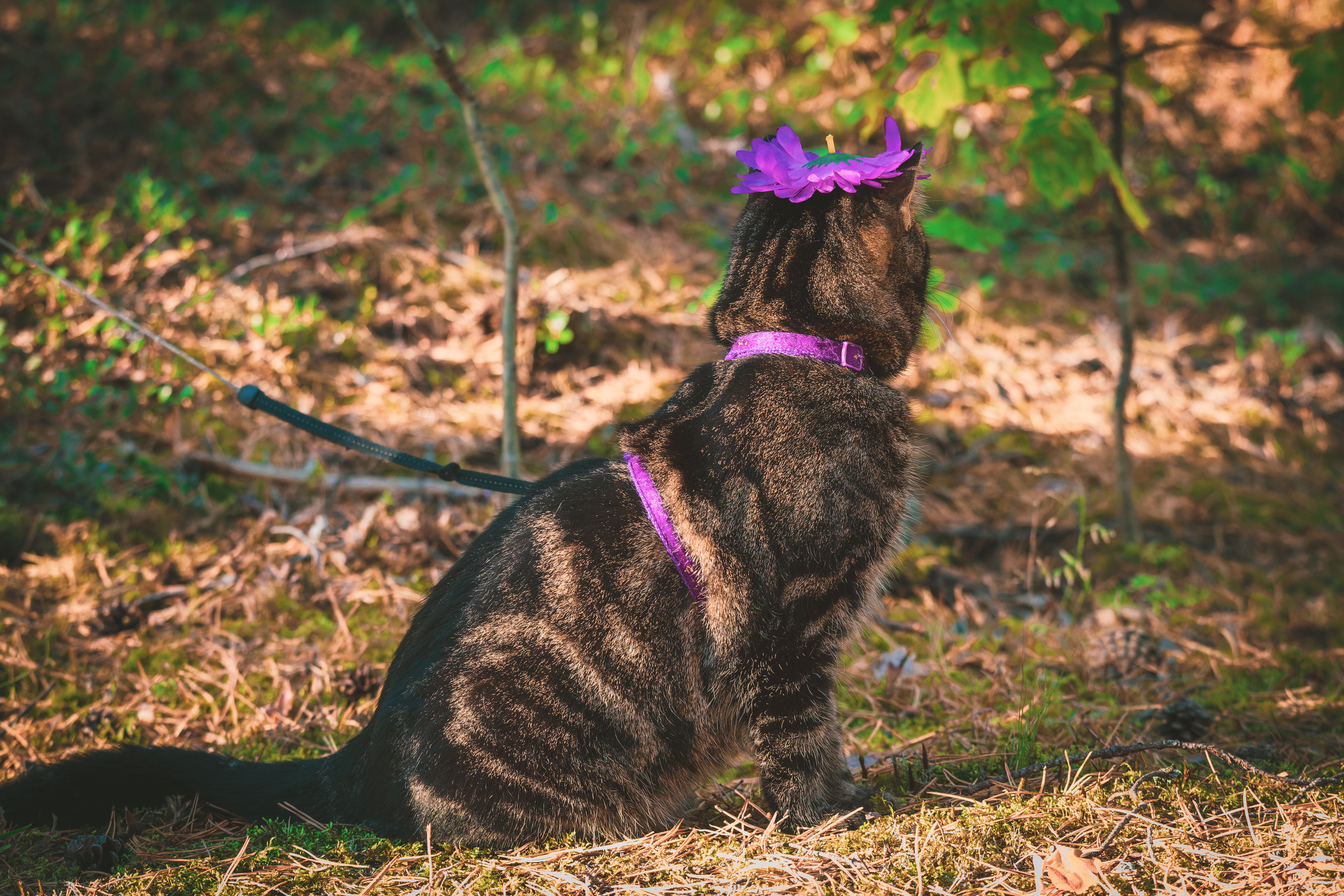 Suitsudeemon ja tema kass (Saša). Nebula 25 — Fotod teie hingele