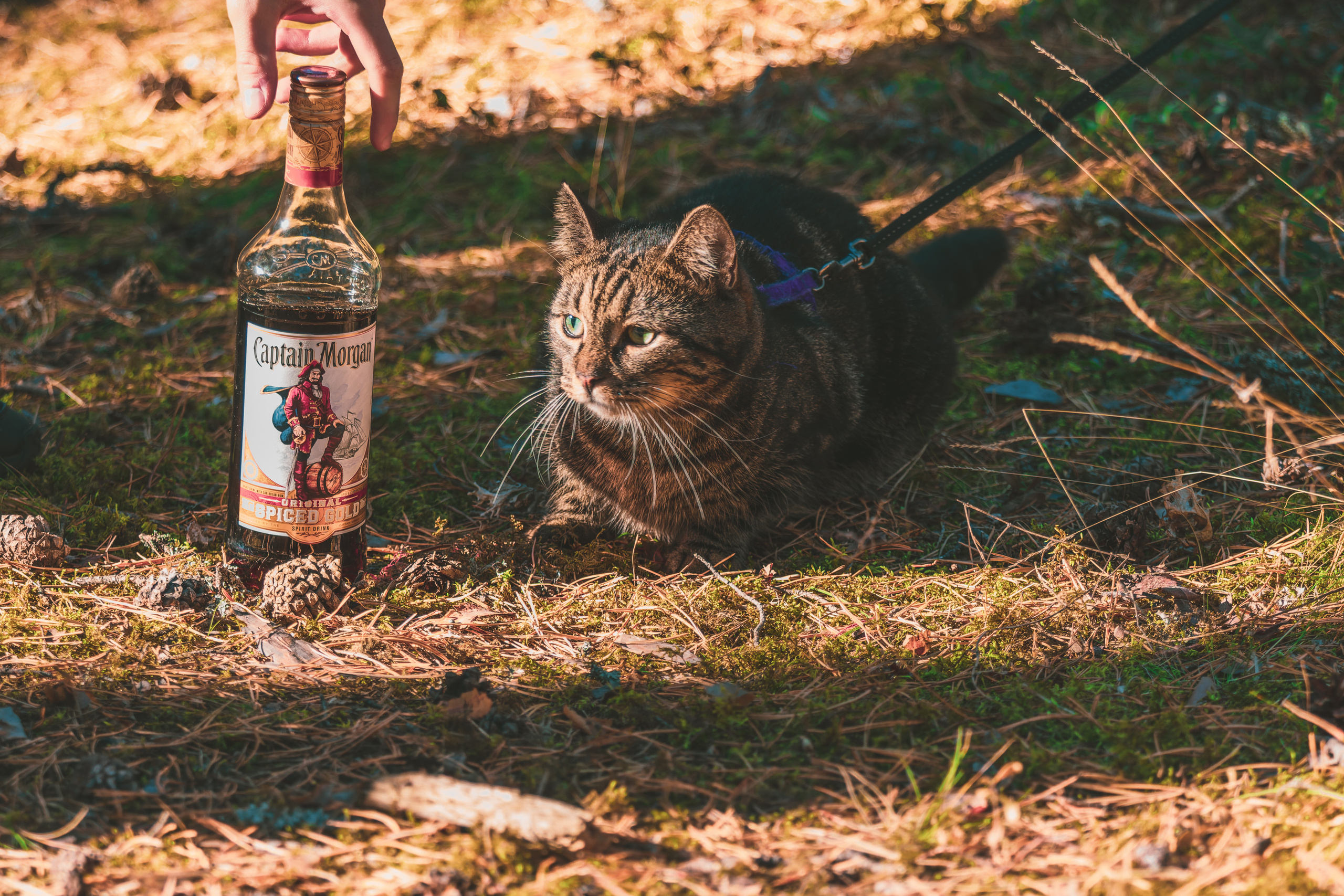 Suitsudeemon ja tema kass (Saša). Nebula 25 — Fotod teie hingele