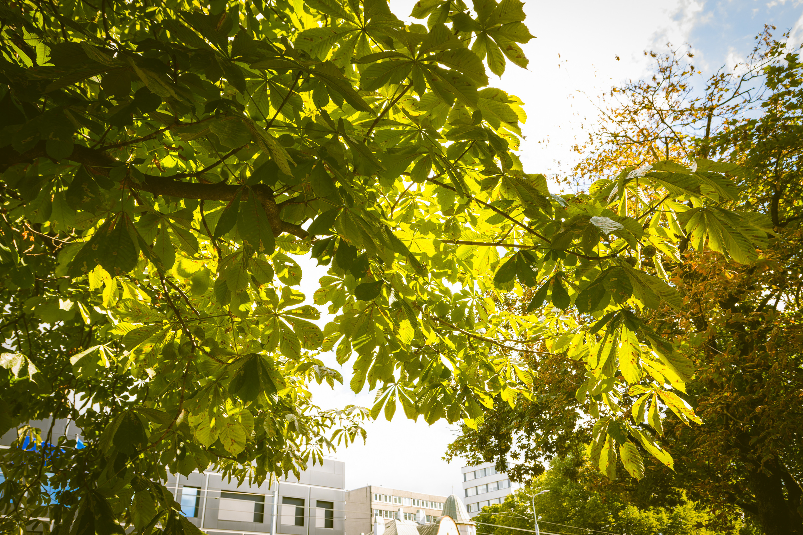 Sügise killud. Nebula 25 — Fotod teie hingele