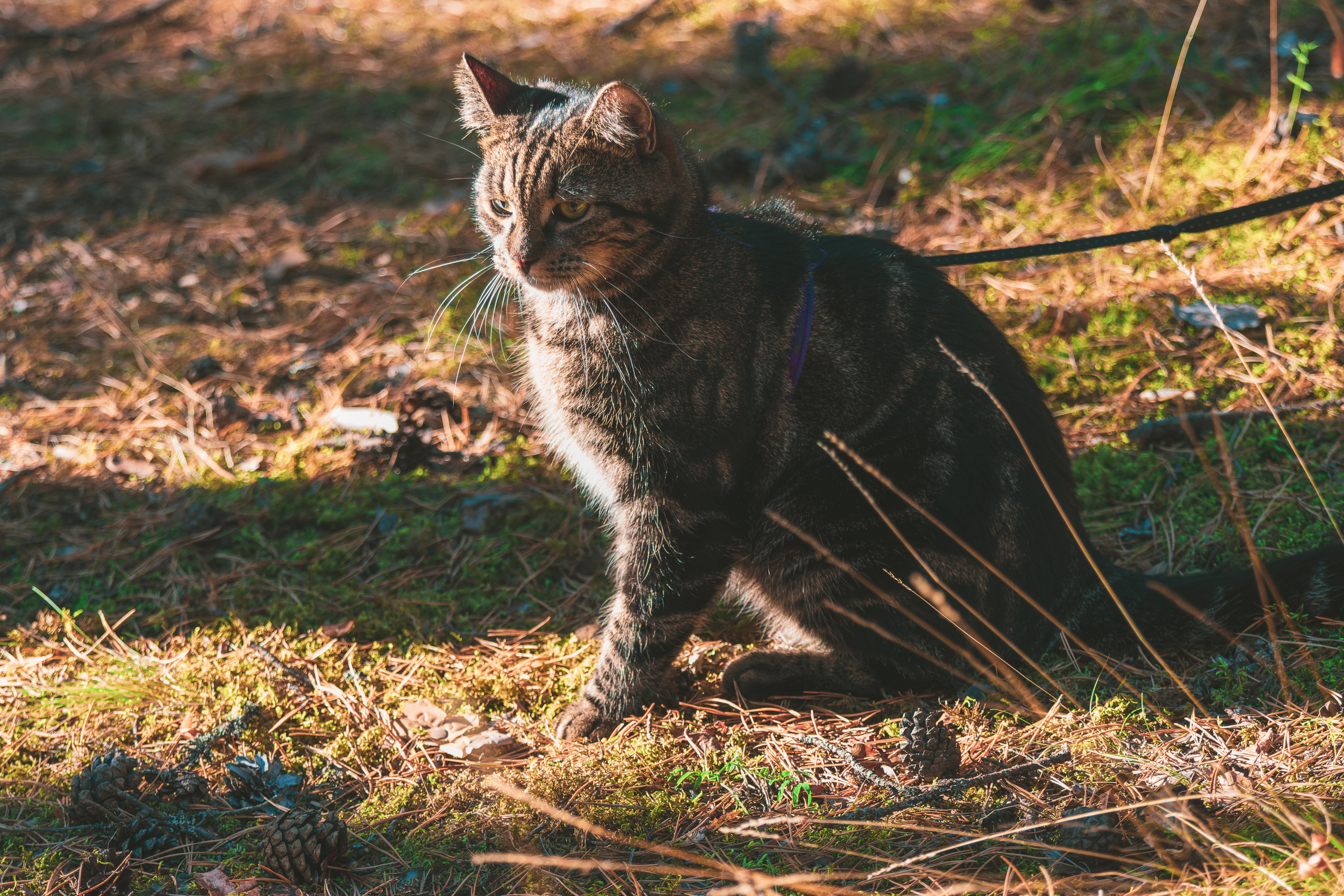 Suitsudeemon ja tema kass (Saša). Nebula 25 — Fotod teie hingele