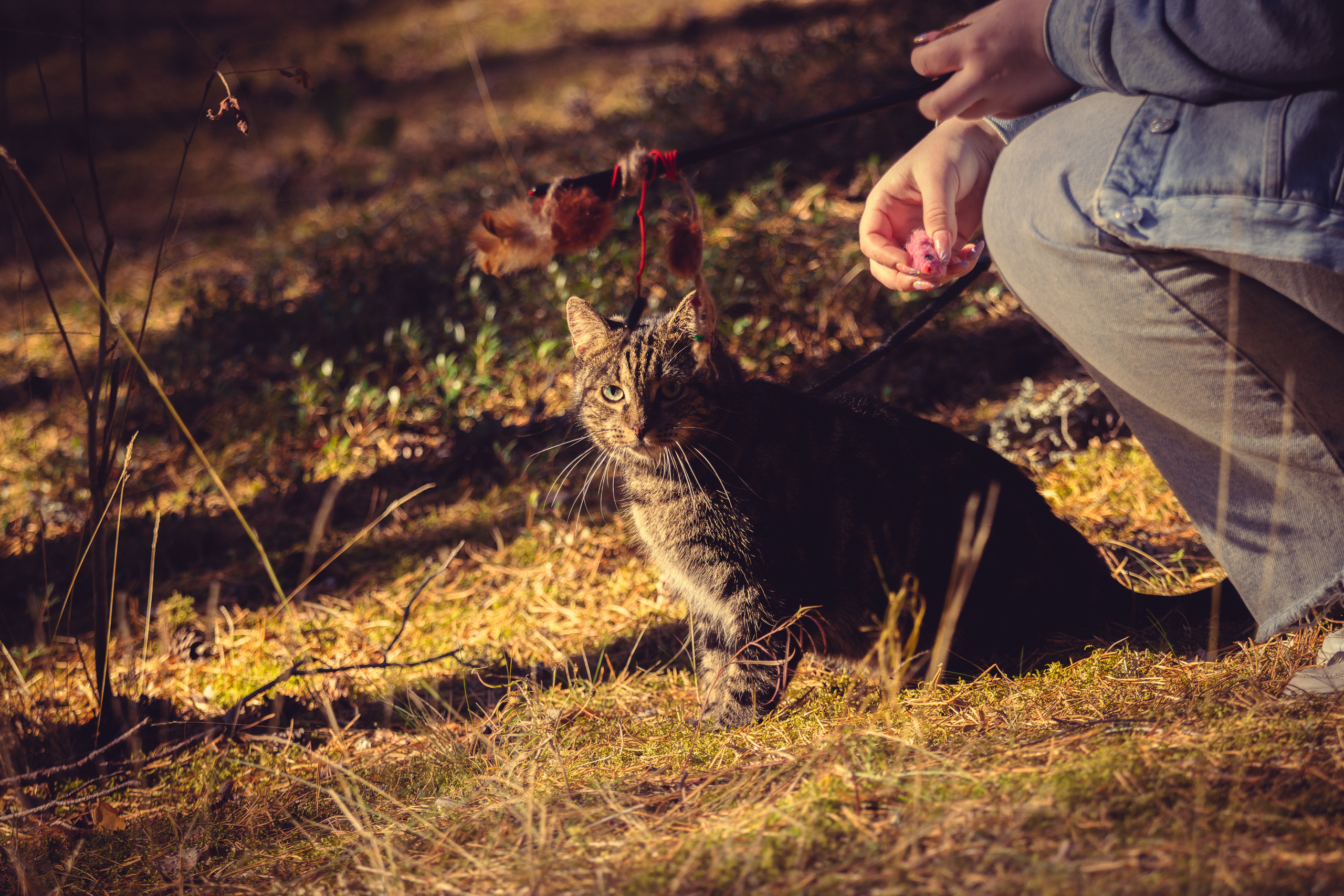 Suitsudeemon ja tema kass (Saša). Nebula 25 — Fotod teie hingele