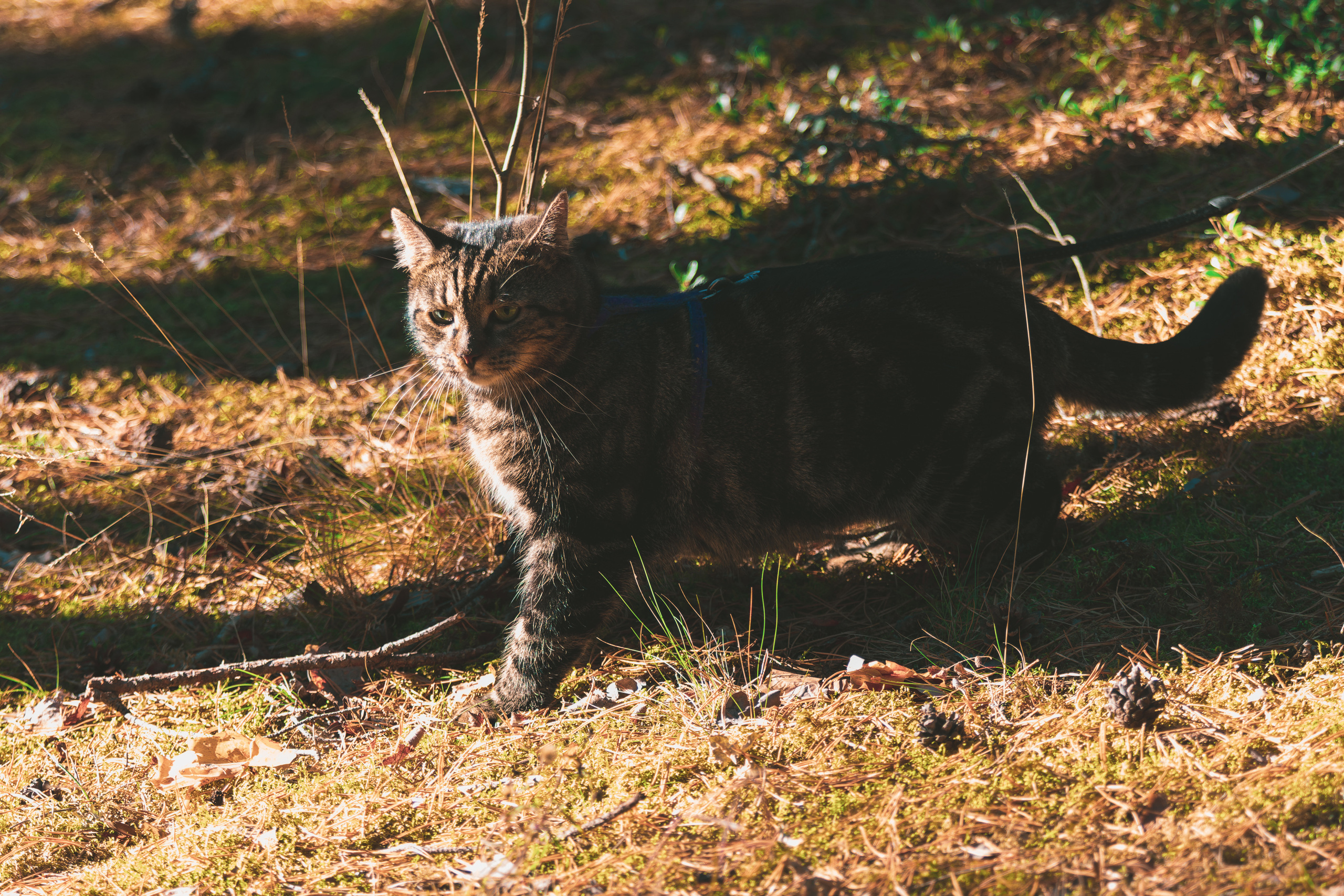 Suitsudeemon ja tema kass (Saša). Nebula 25 — Fotod teie hingele