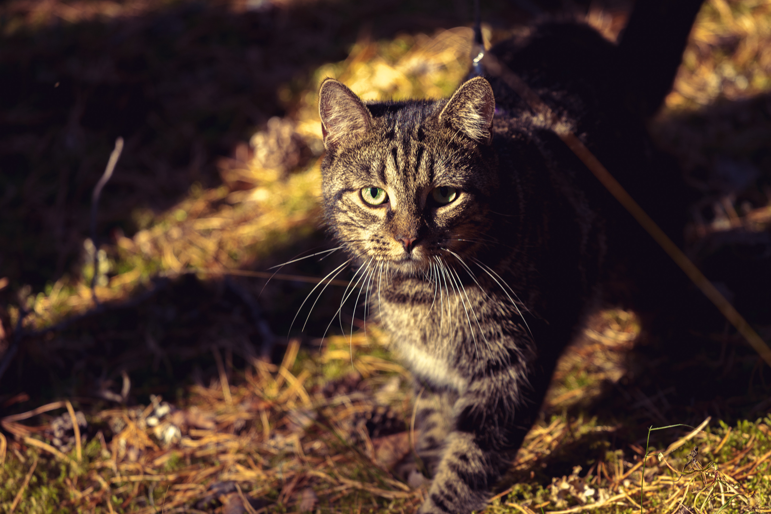 Suitsudeemon ja tema kass (Saša). Nebula 25 — Fotod teie hingele