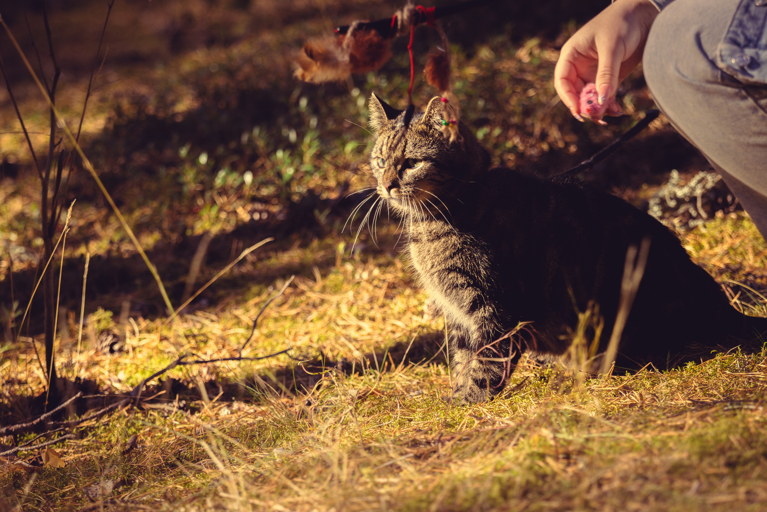 Suitsudeemon ja tema kass (Saša). Nebula 25 — Fotod teie hingele