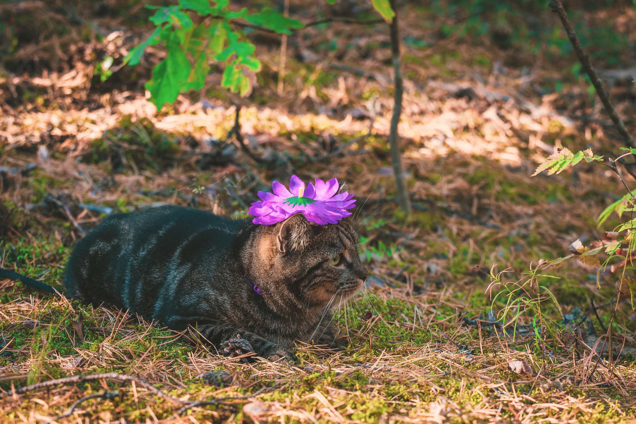 Suitsudeemon ja tema kass (Saša). Nebula 25 — Fotod teie hingele