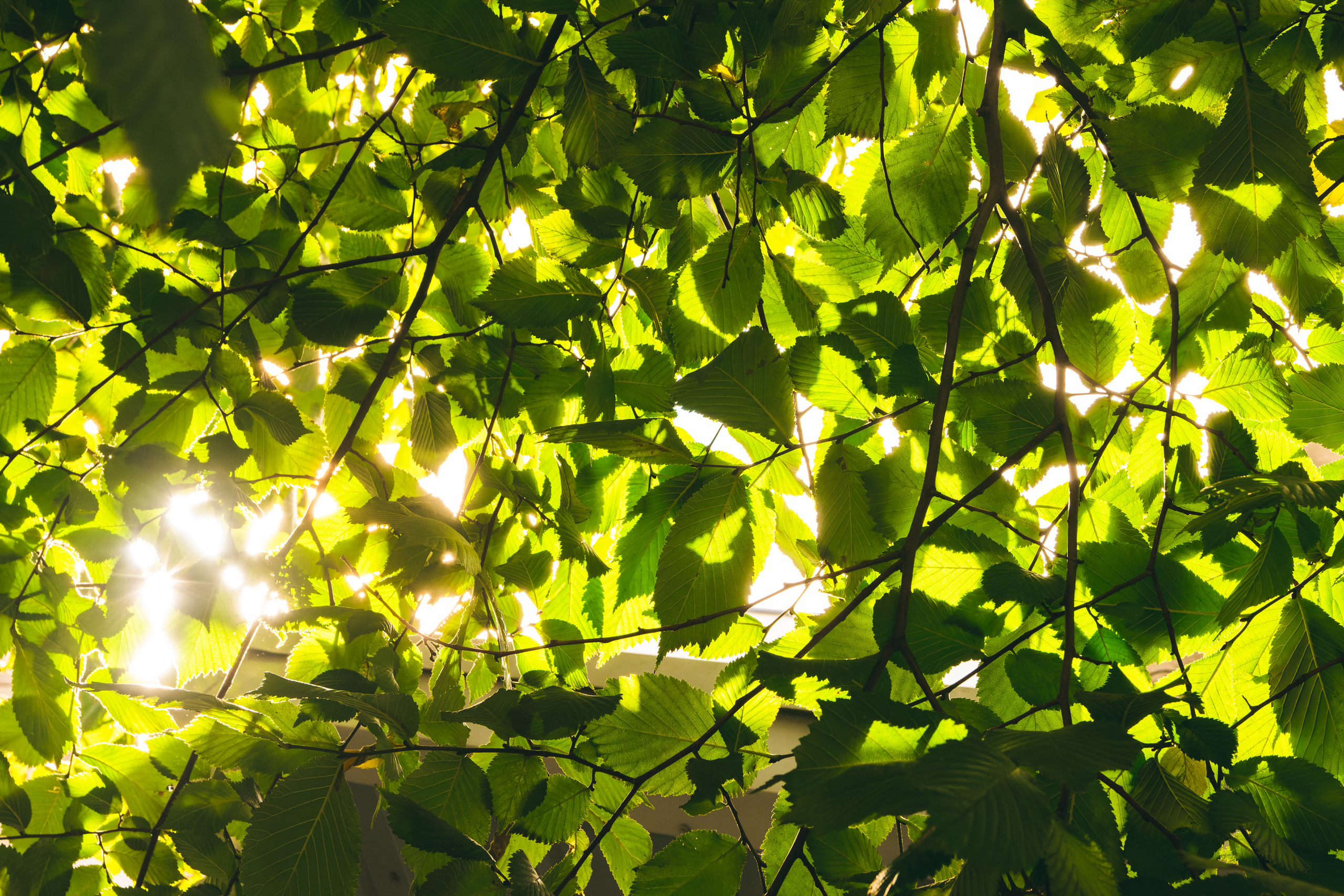 Sügise killud. Nebula 25 — Fotod teie hingele