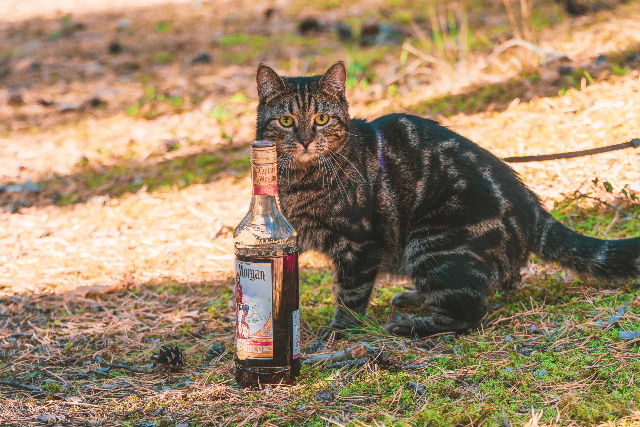 Suitsudeemon ja tema kass (Saša). Nebula 25 — Fotod teie hingele