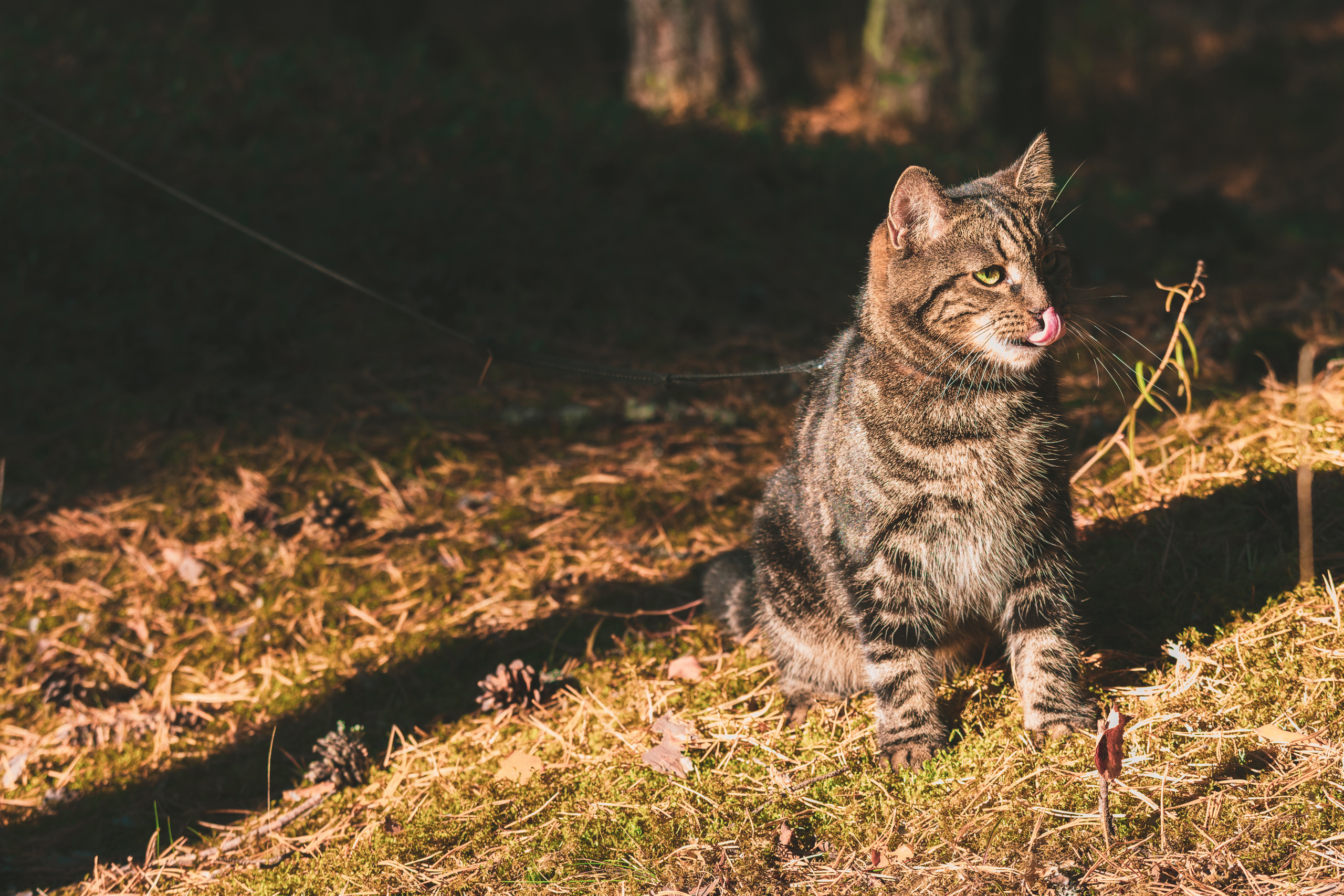 Suitsudeemon ja tema kass (Saša). Nebula 25 — Fotod teie hingele