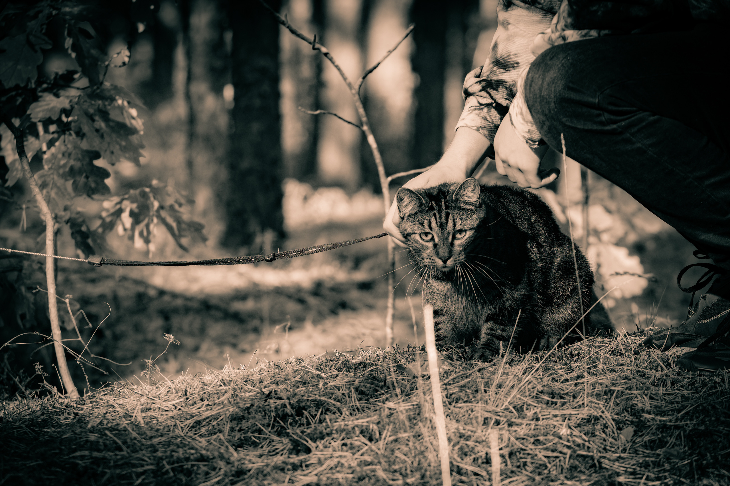Suitsudeemon ja tema kass (Saša). Nebula 25 — Fotod teie hingele