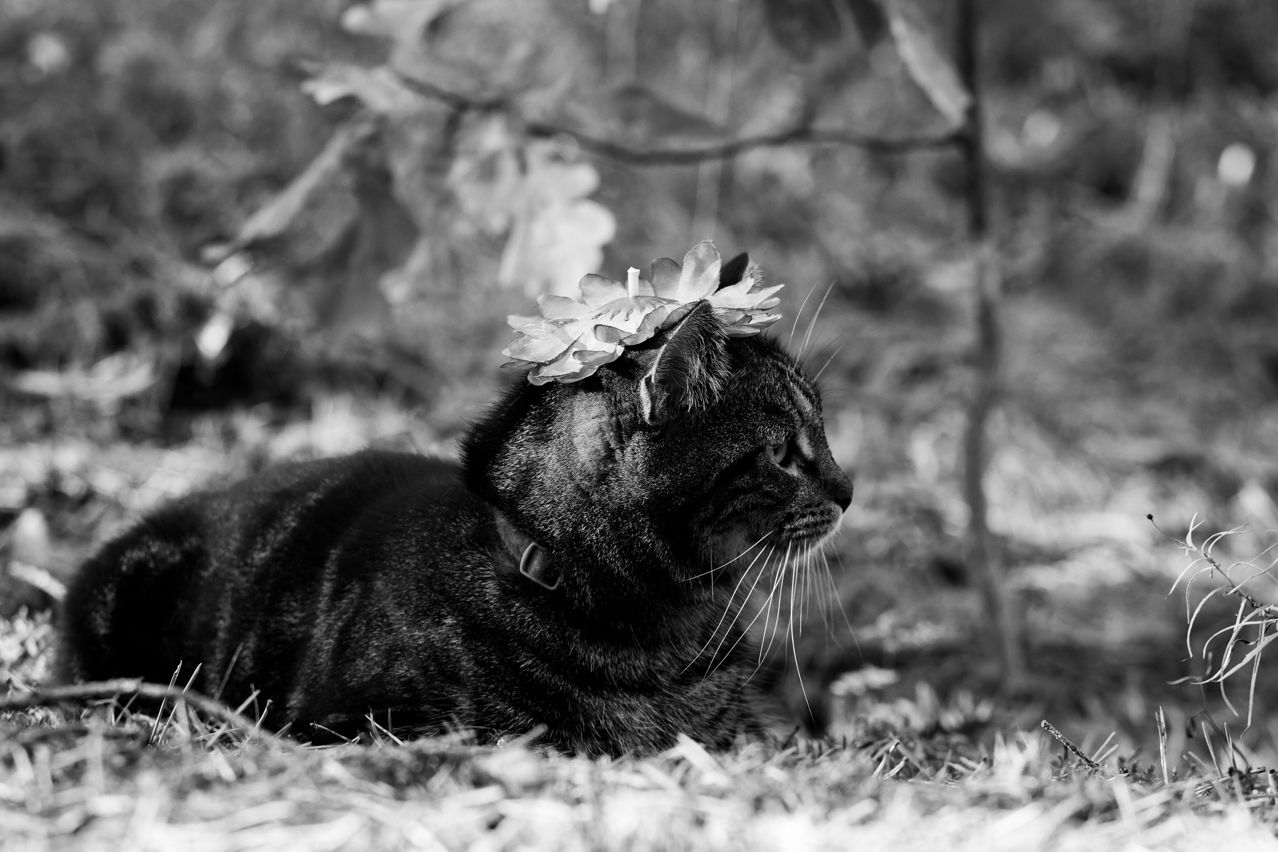 Suitsudeemon ja tema kass (Saša). Nebula 25 — Fotod teie hingele