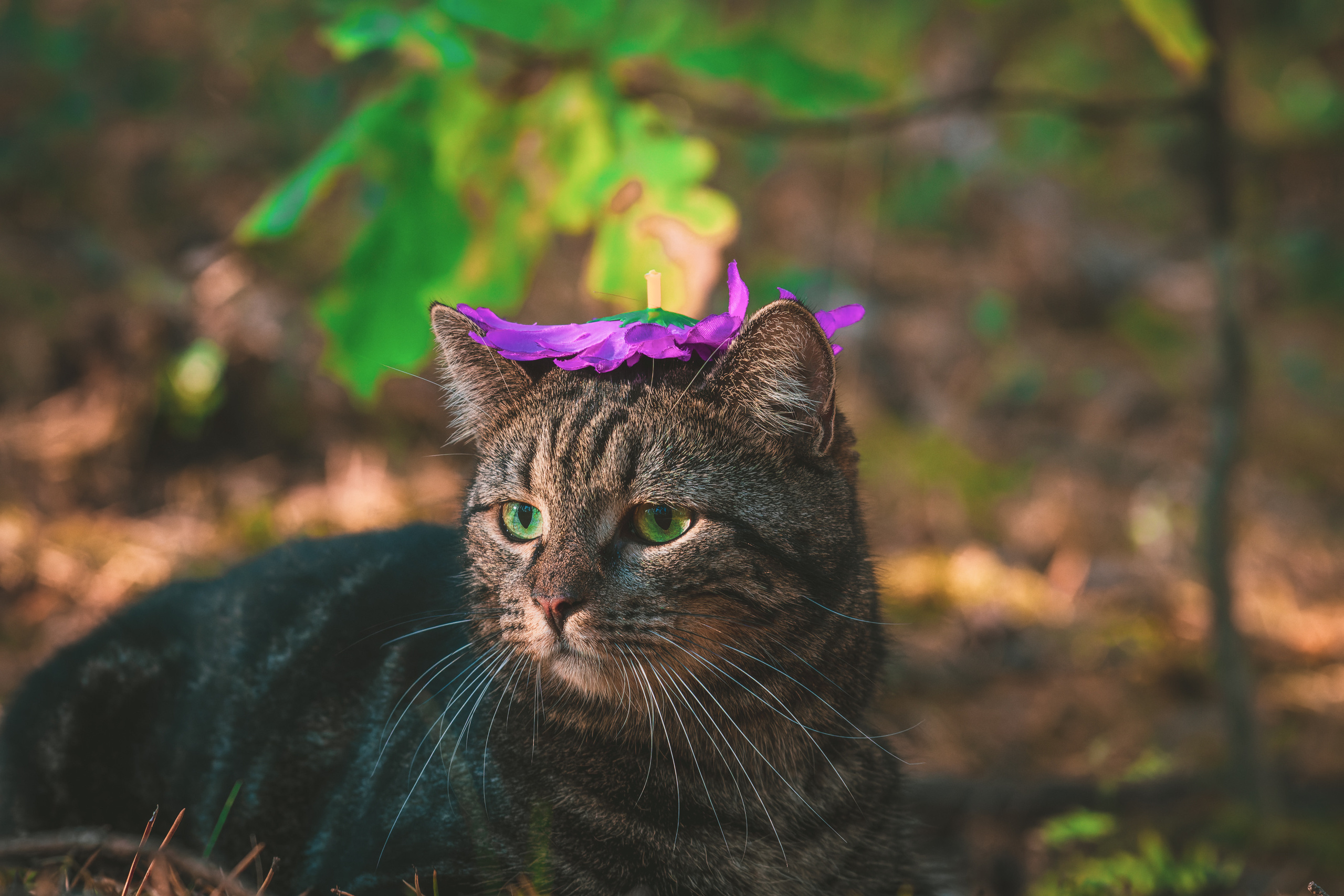 Suitsudeemon ja tema kass (Saša). Nebula 25 — Fotod teie hingele