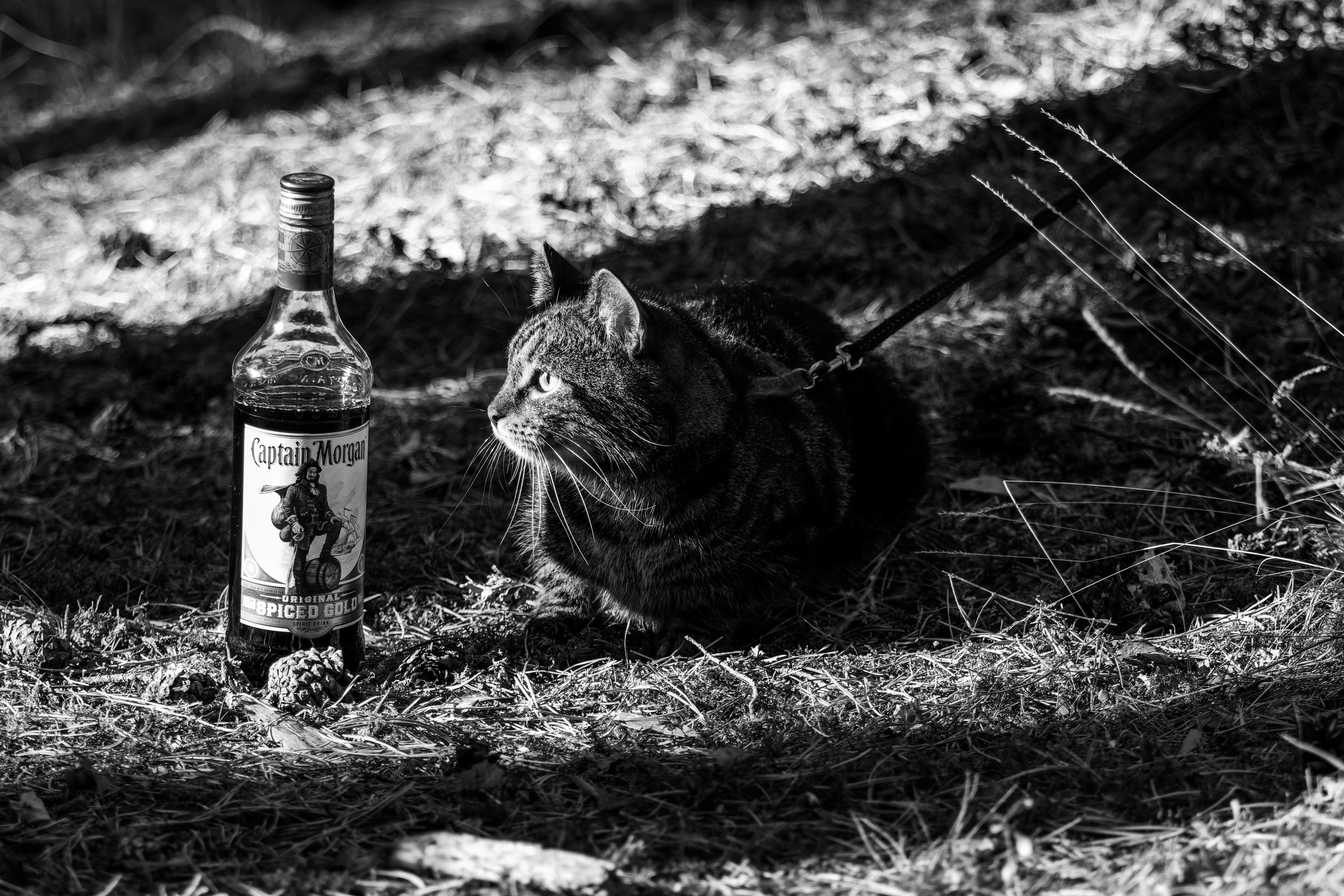 Suitsudeemon ja tema kass (Saša). Nebula 25 — Fotod teie hingele