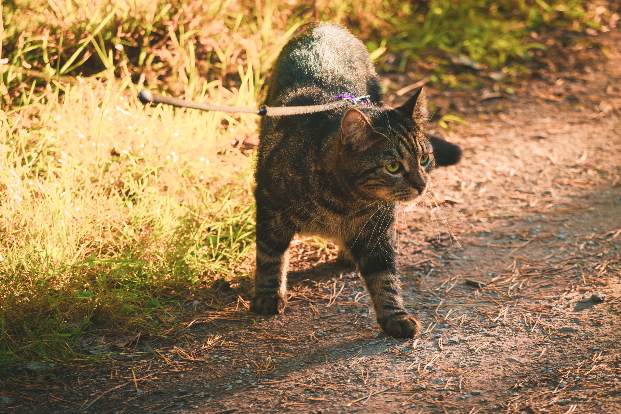 Suitsudeemon ja tema kass (Saša). Nebula 25 — Fotod teie hingele