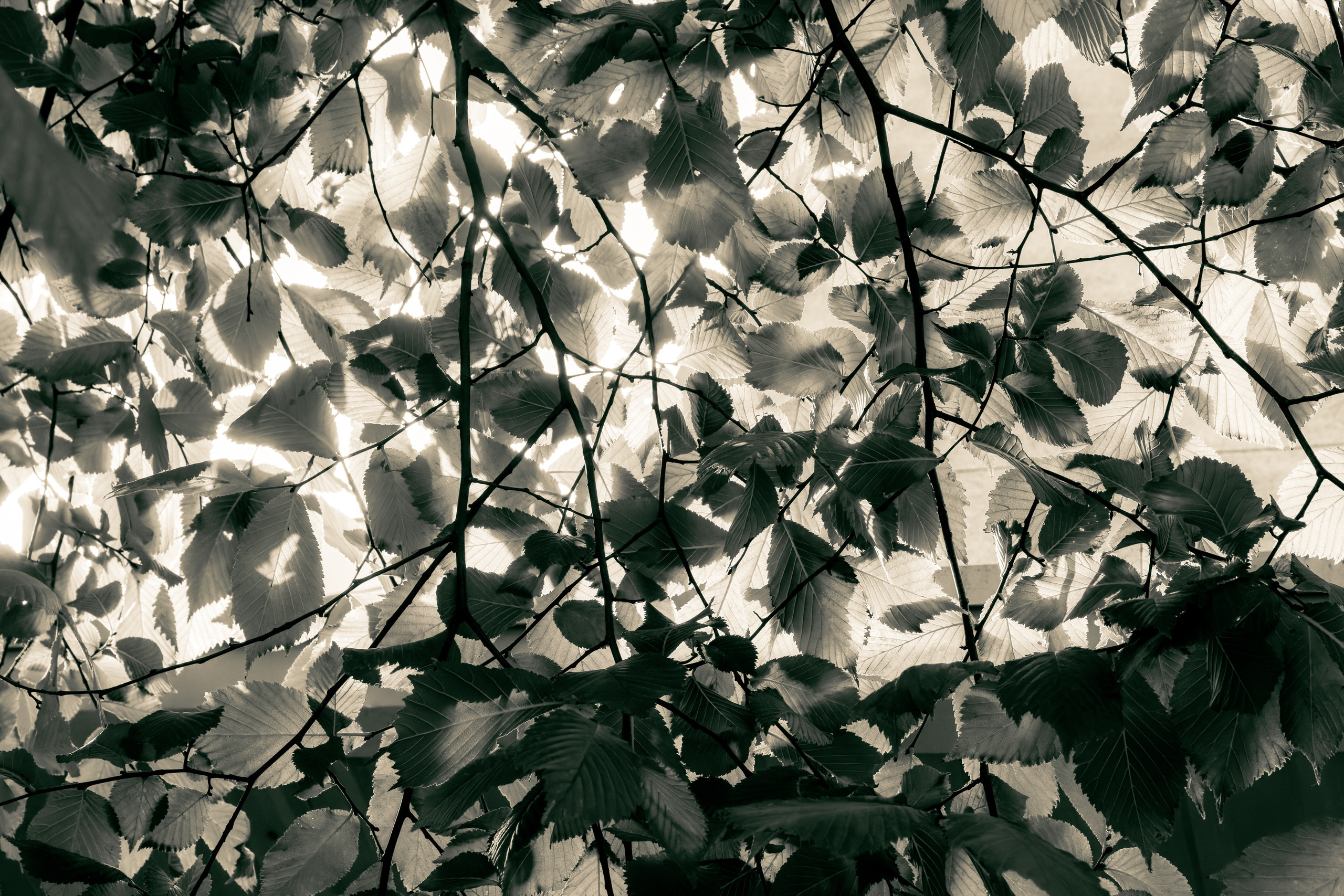 Sügise killud. Nebula 25 — Fotod teie hingele