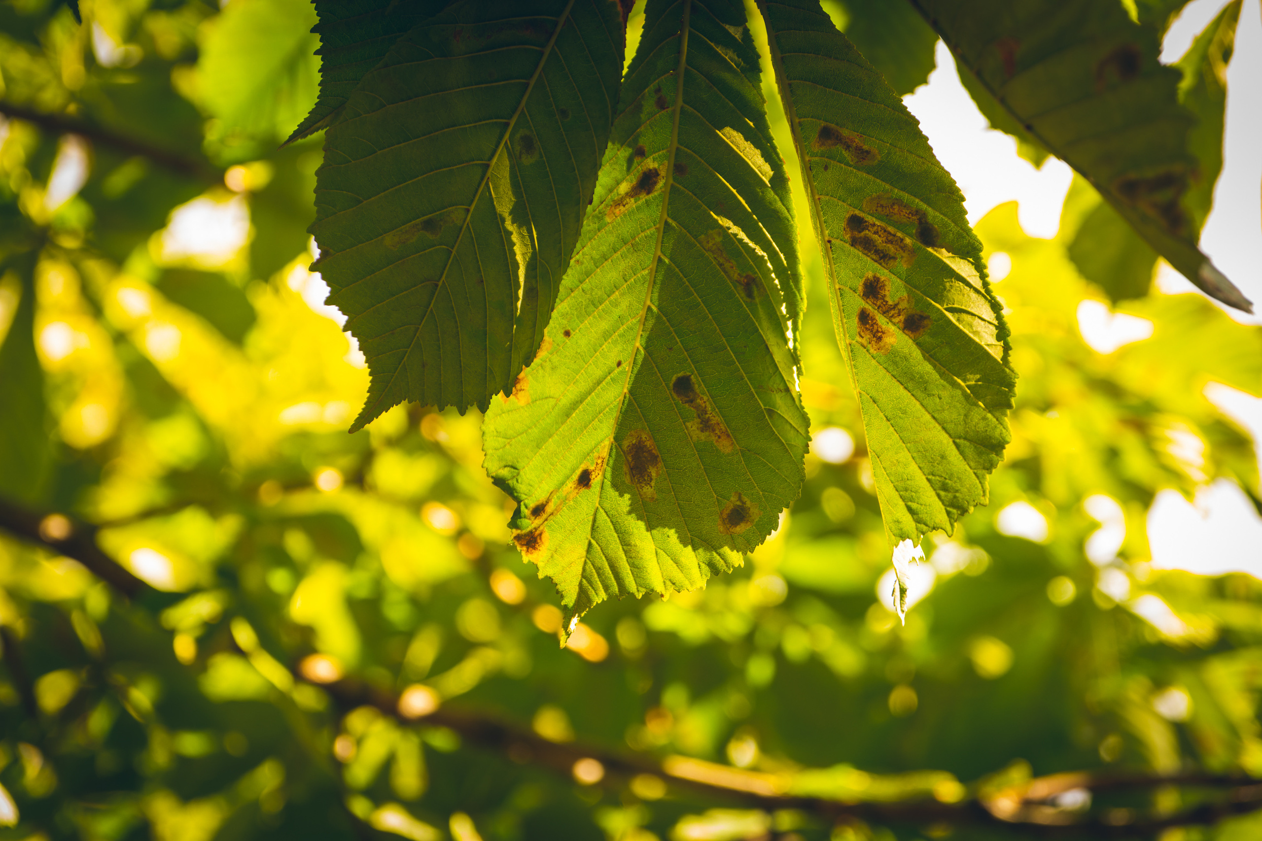 Sügise killud. Nebula 25 — Fotod teie hingele
