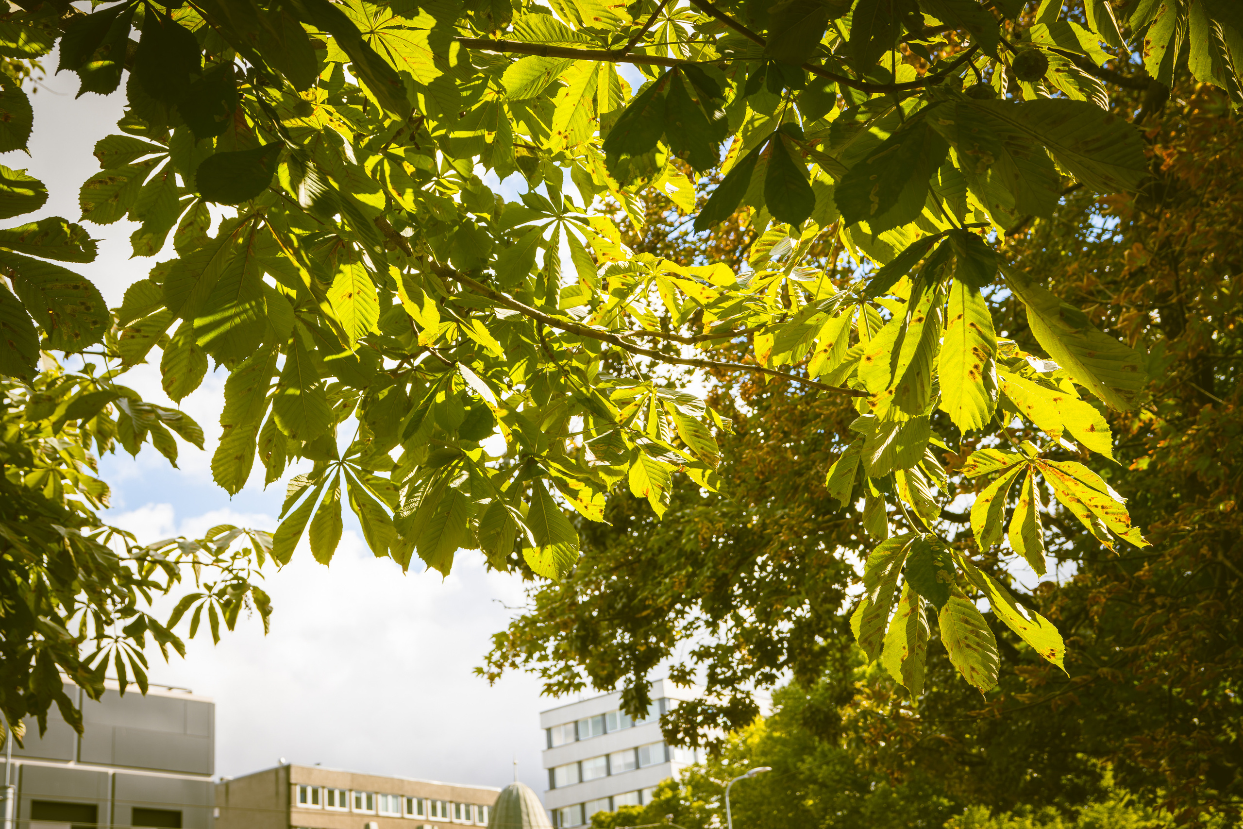 Sügise killud. Nebula 25 — Fotod teie hingele
