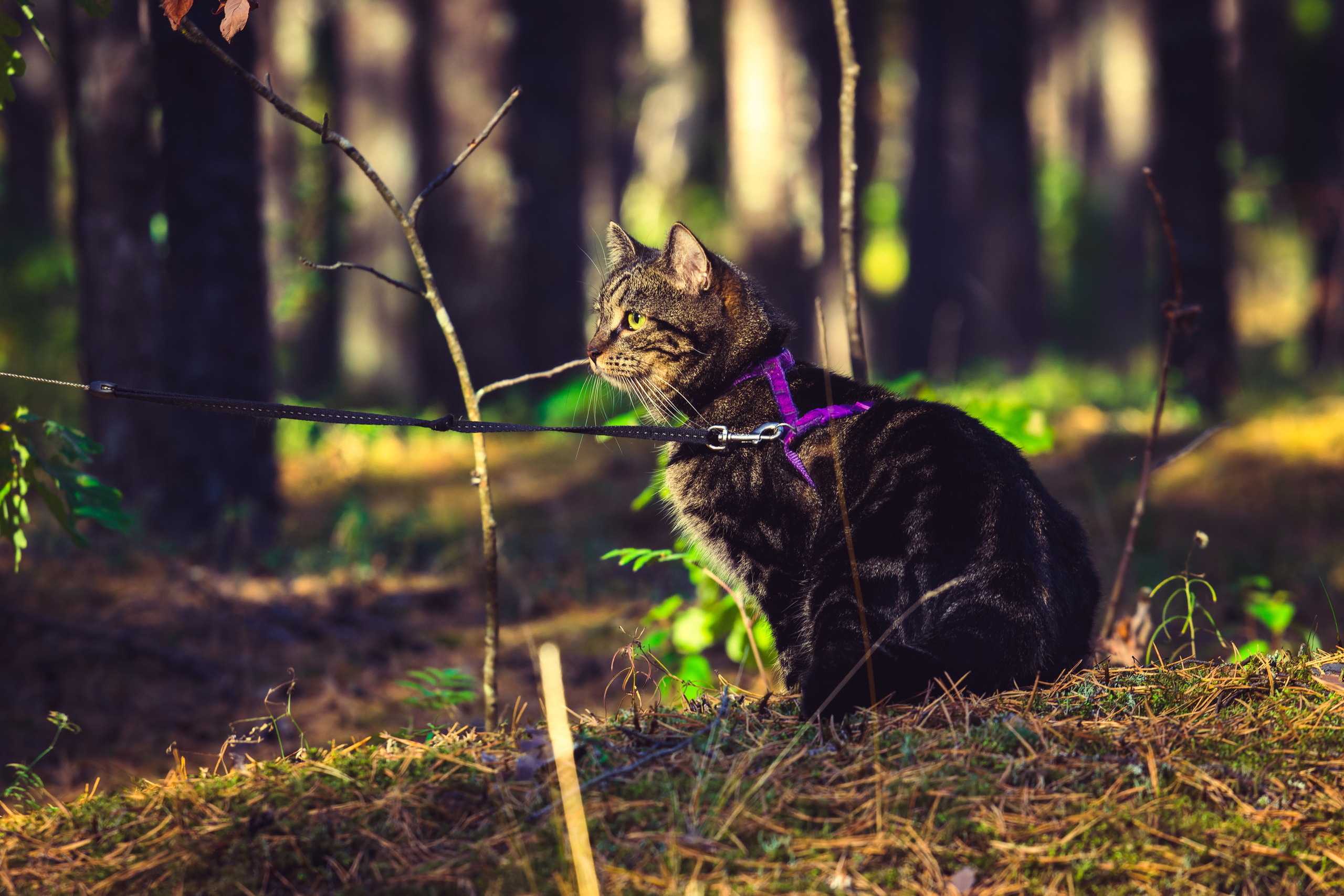 Suitsudeemon ja tema kass (Saša). Nebula 25 — Fotod teie hingele